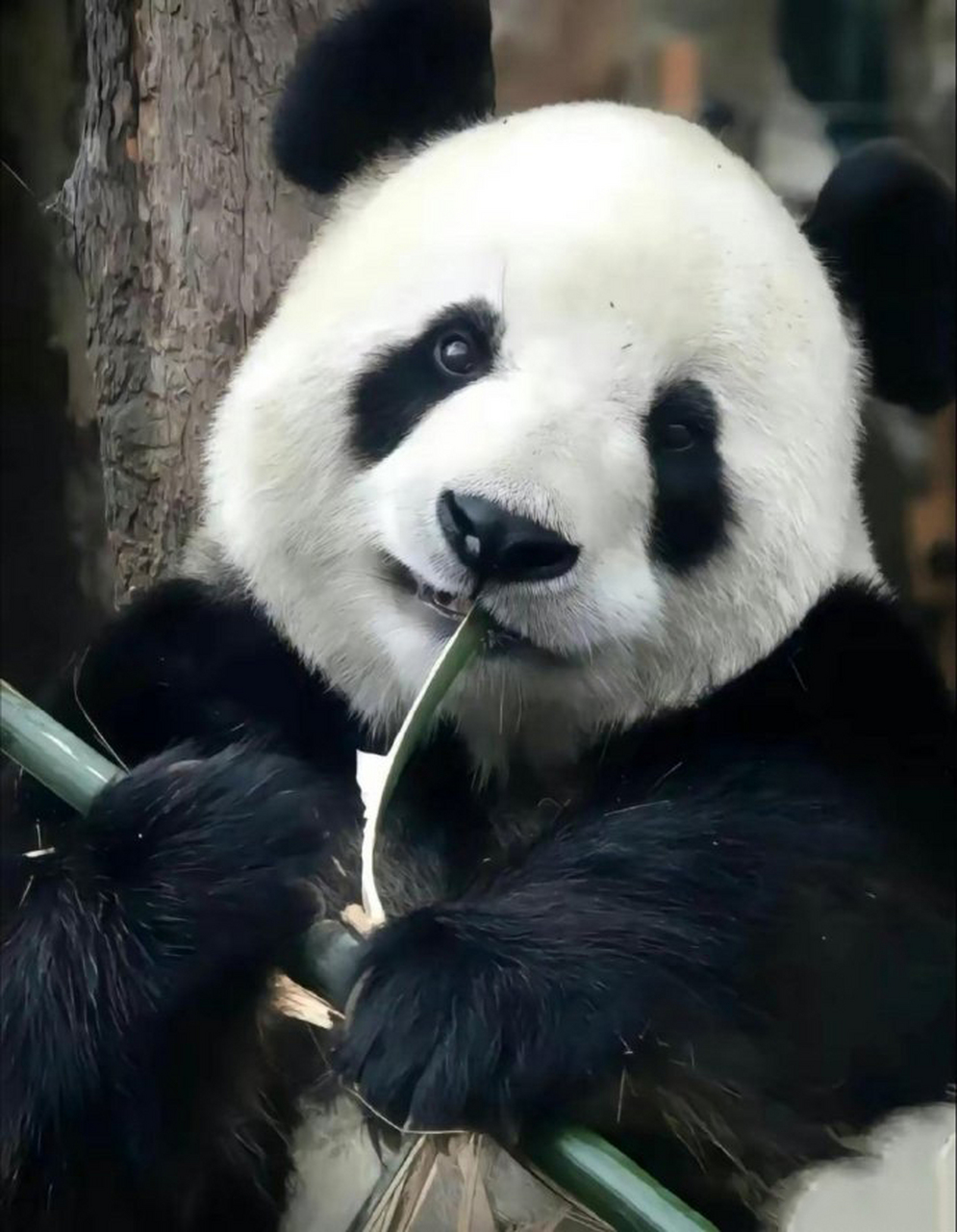 熊猫界第一门面担当!大美女飞云,真是越看越漂亮 67