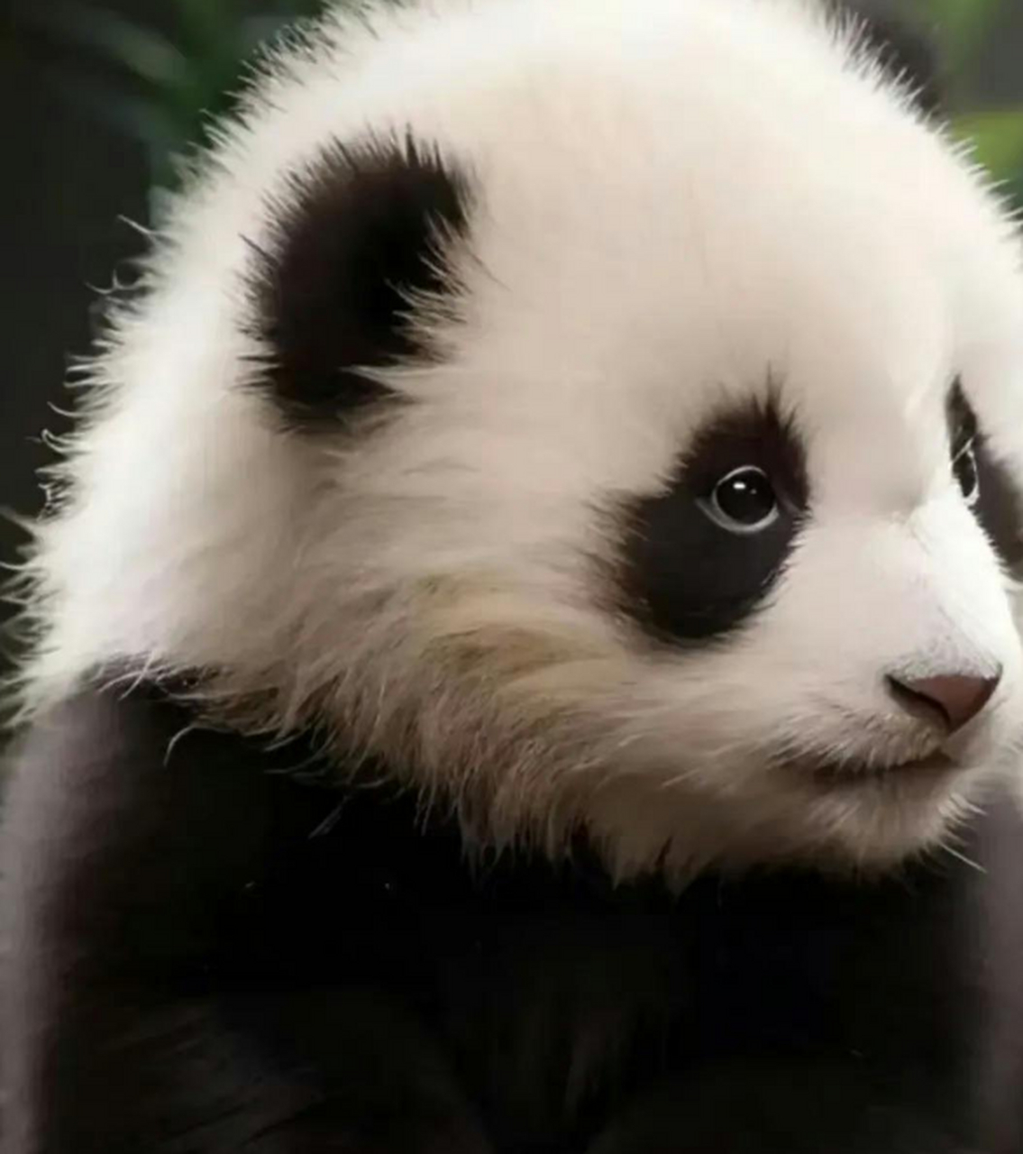 大熊猫丫丫小时候真好看,它的眼圈竟然是小鸟的形状,超可爱.