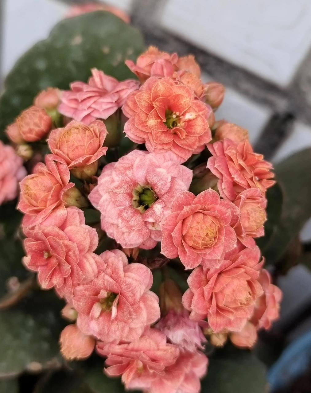 长寿花～果冻,年近年关入的一款果冻,到手后天气缘故快销苞了,心想着