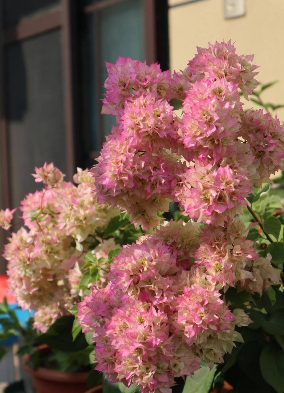 有种重瓣三角梅,名叫"怡锦",也叫西施怡锦,花朵很漂亮,花瓣数量多,层