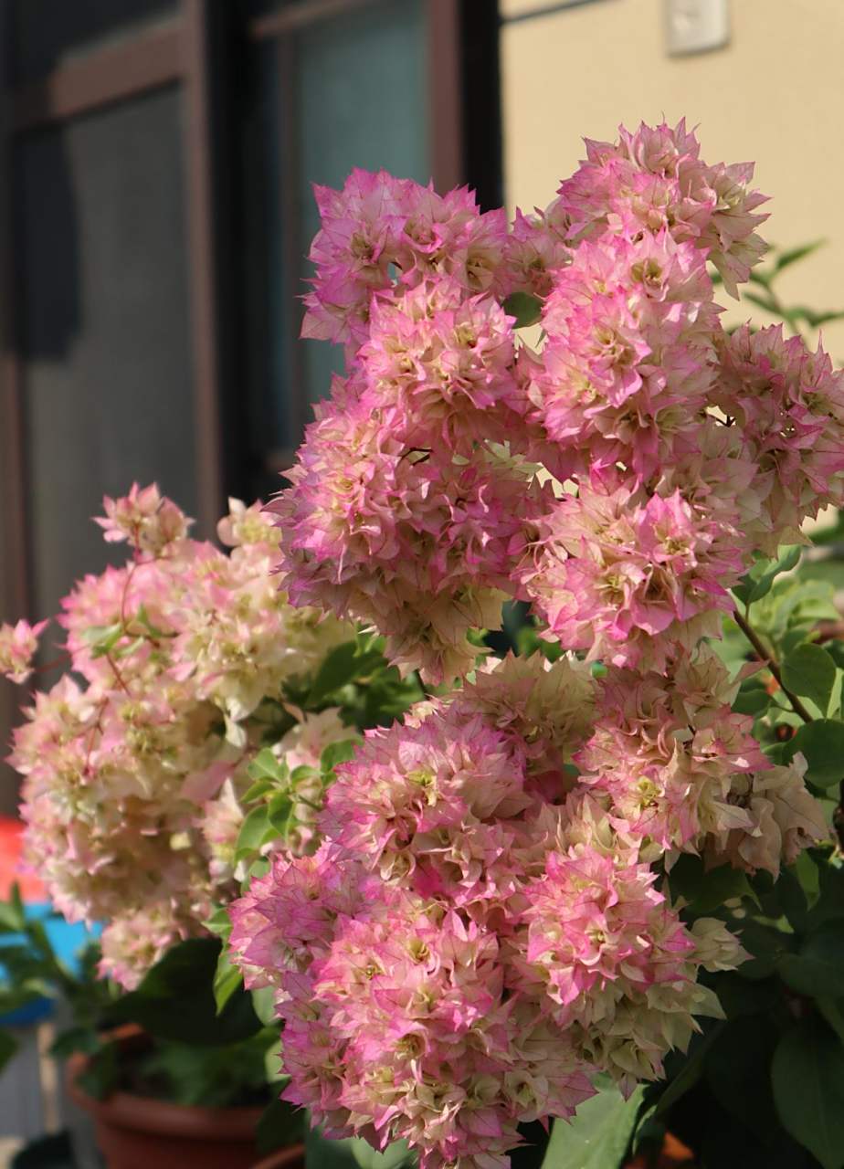 有种重瓣三角梅,名叫"怡锦",也叫西施怡锦,花朵很漂亮,花瓣数量多,层