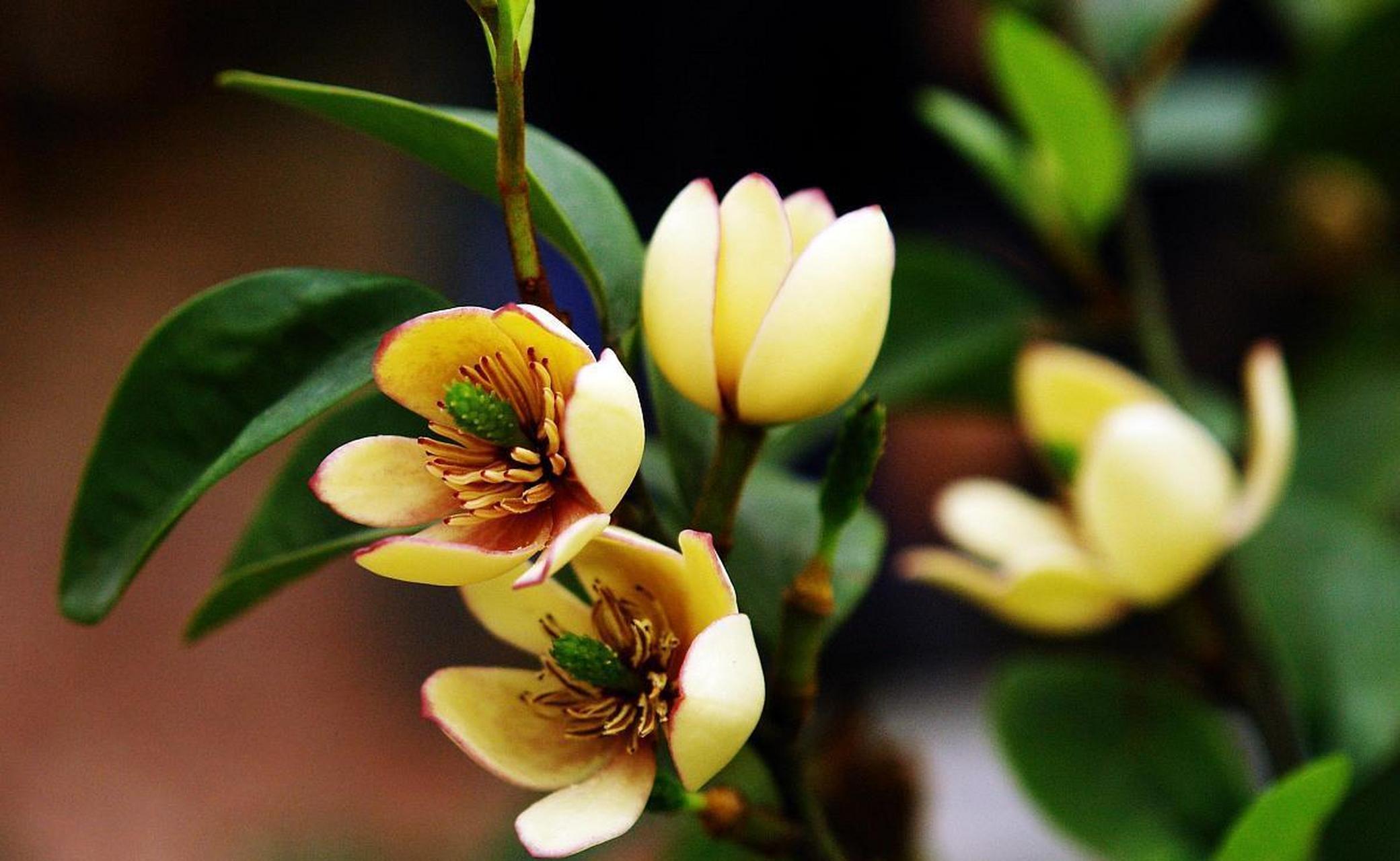 [鲜花]含笑花是木兰科含笑属常绿灌木,花朵苞润如玉,香幽若兰,是抑种