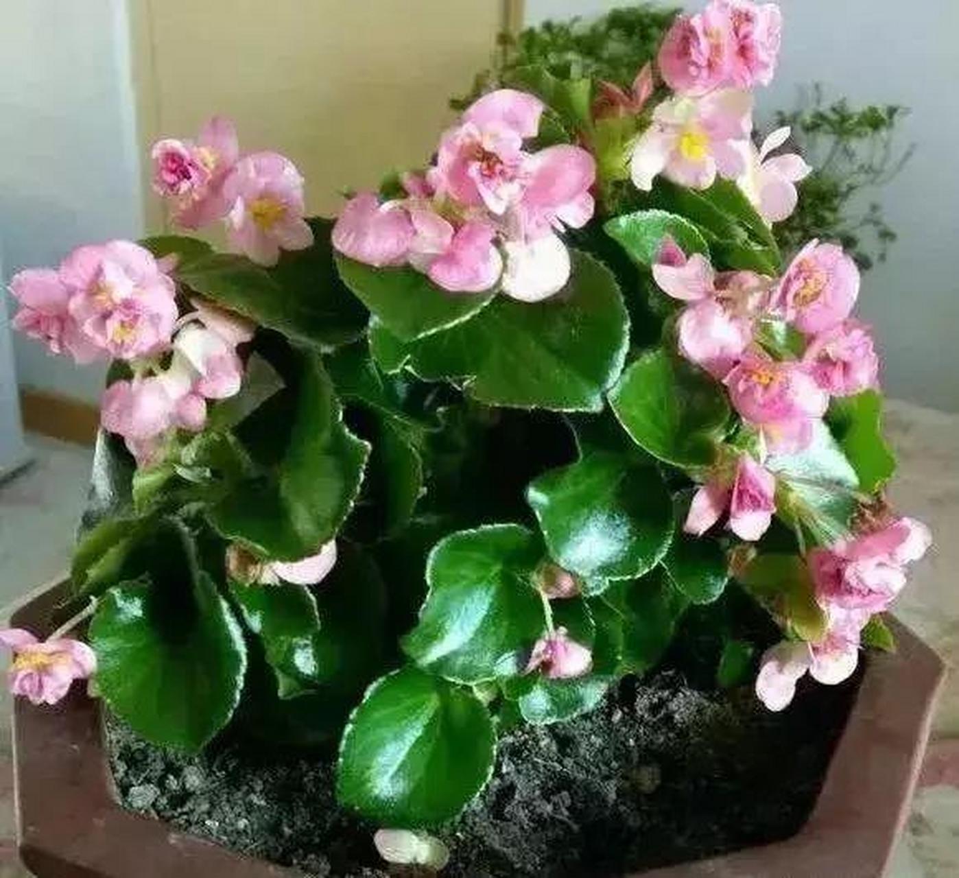 养花小知识# 四季海棠的叶子上有很多细小的绒毛,如果往叶面上喷水