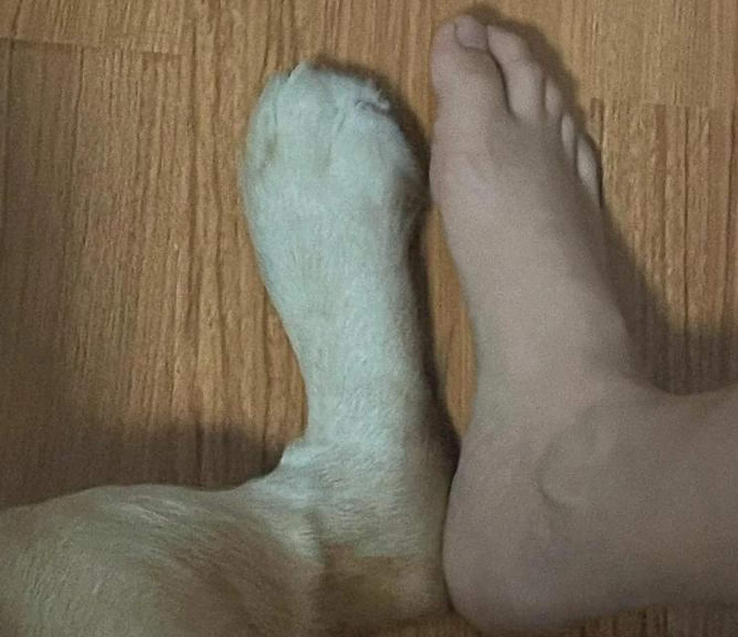 真正的"狗腿子". #趣图搞笑