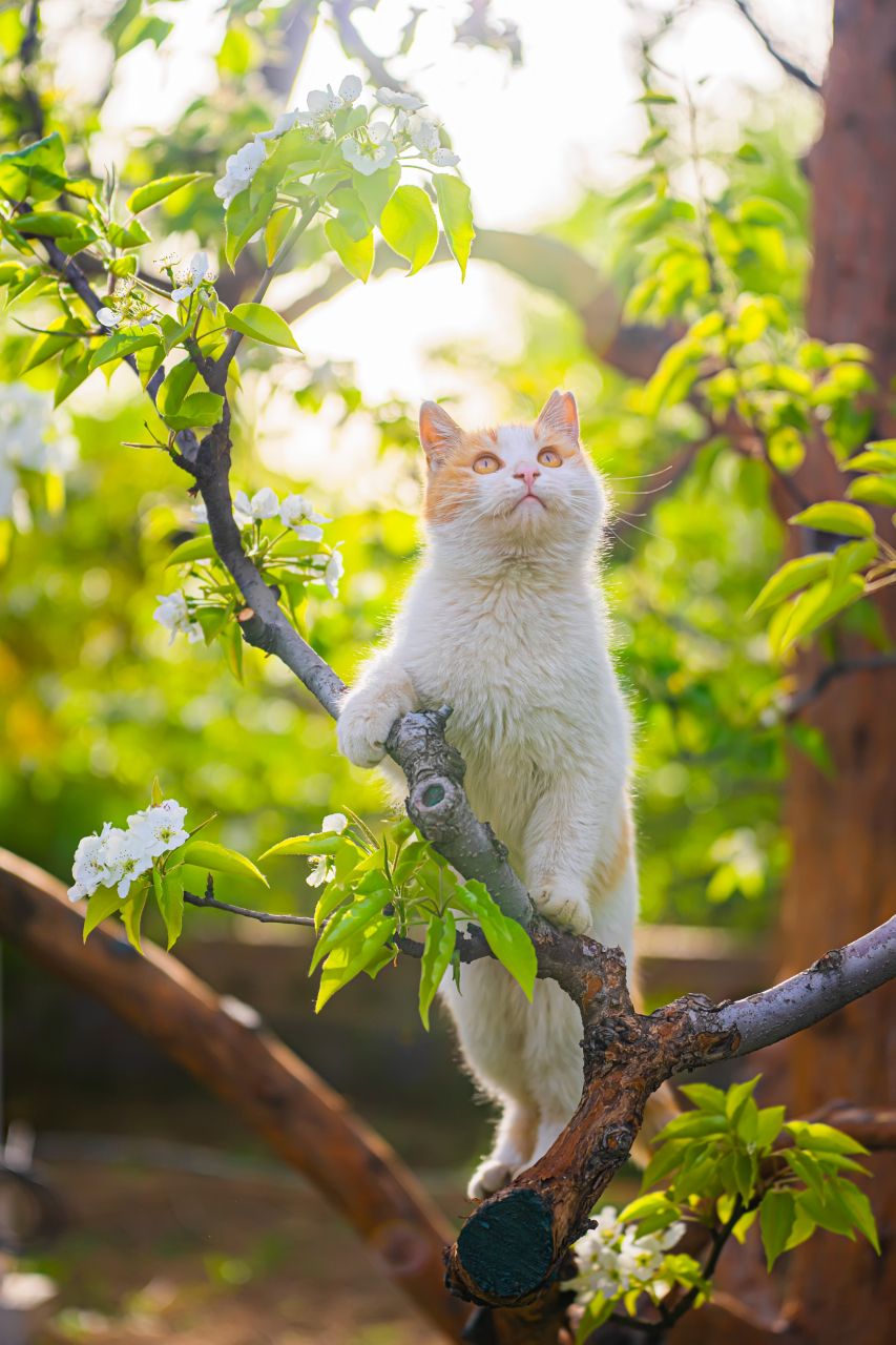 【宠物摄影】抬头望天  举头望花   图源米拍@公园猿 #摄影# #流浪猫