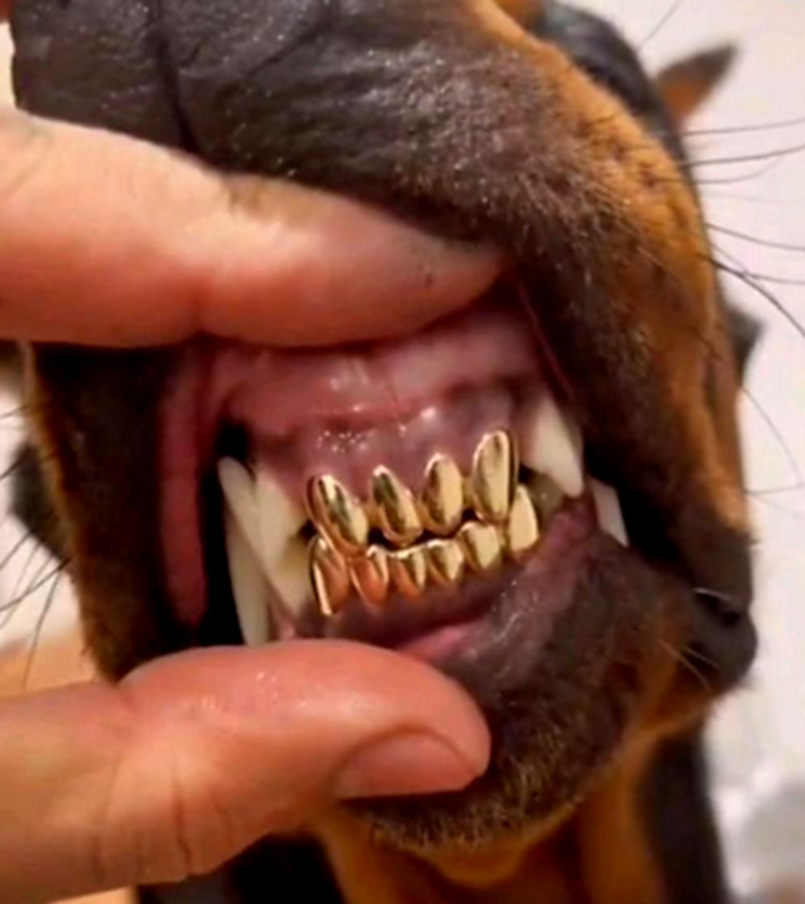 老板真有钱,连狗都镶金牙