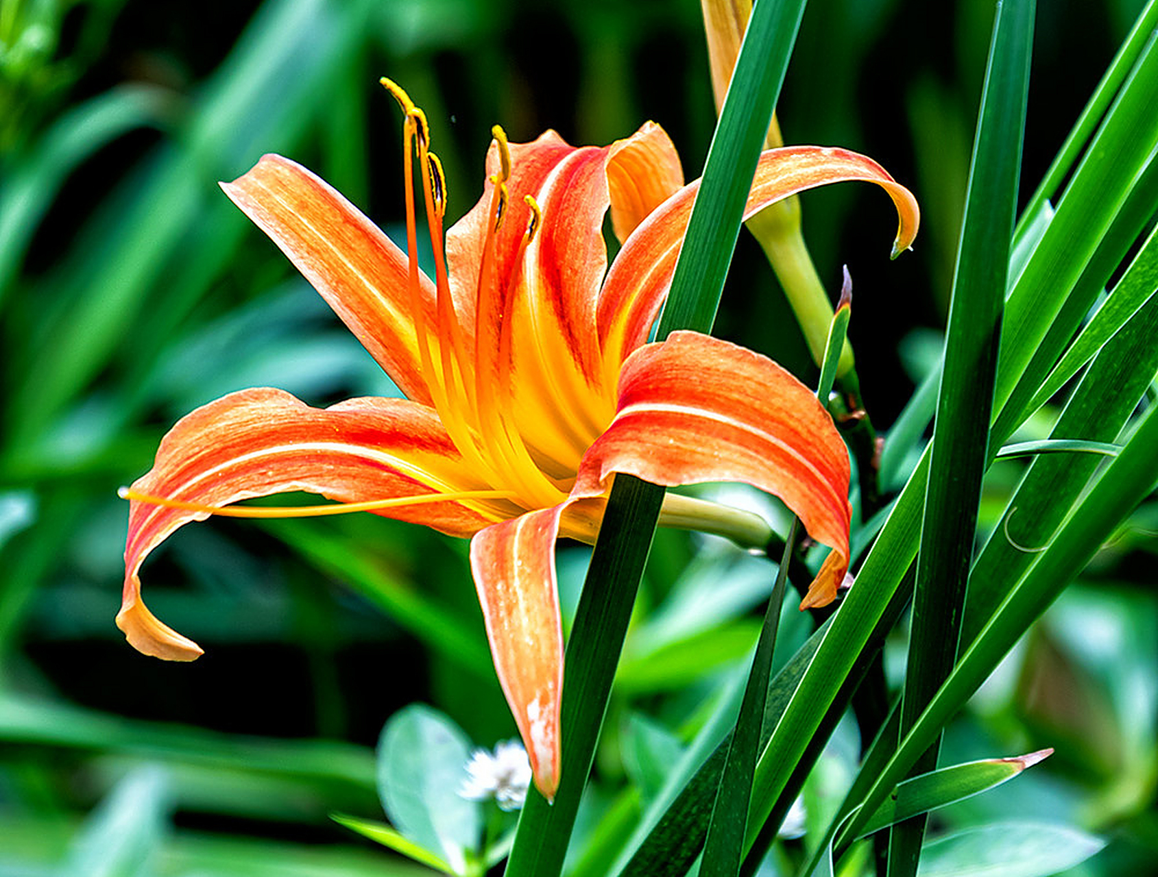 盆栽萱草养殖方法和注意事项  《酬梦得比萱草见赠》-白居易