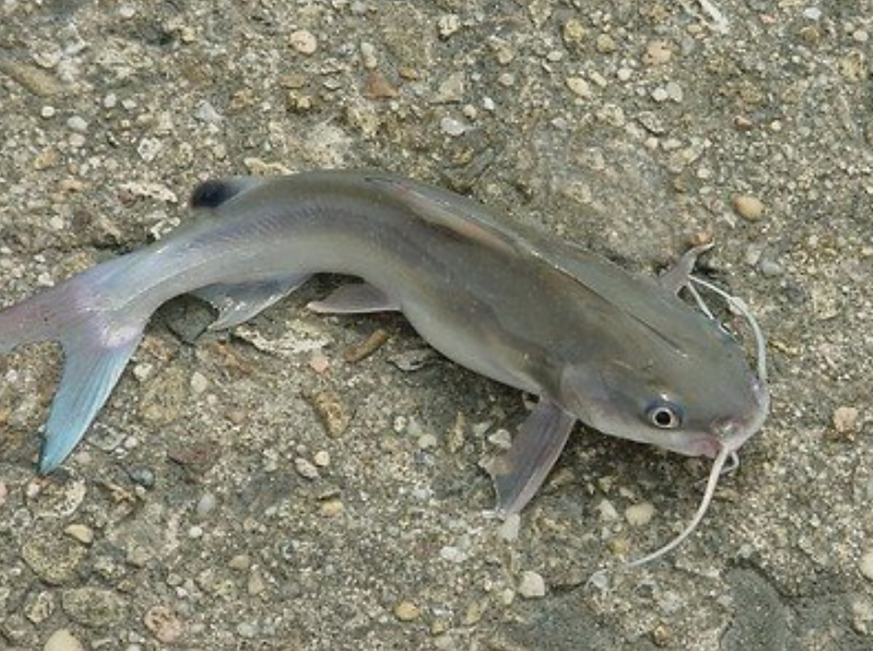 不同的鲶鱼种类具有不同数量的味蕾,但它们的味蕾数量远远超过了大