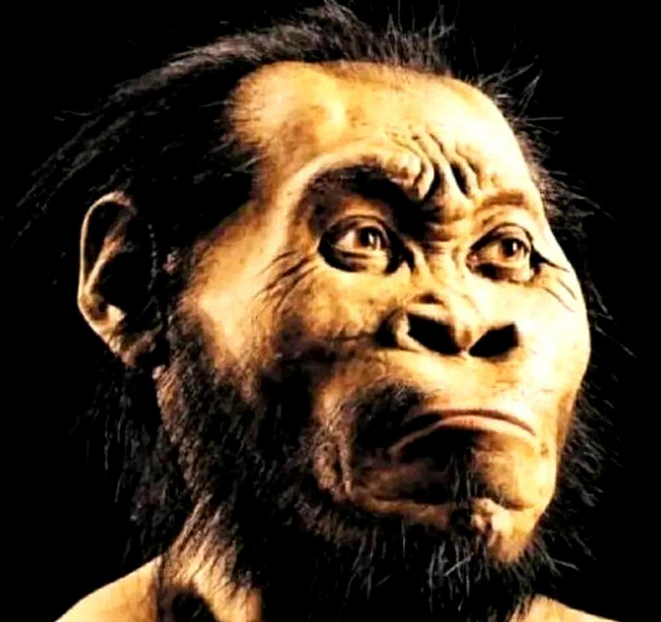 人类似乎是从古代猿猴进化而来的