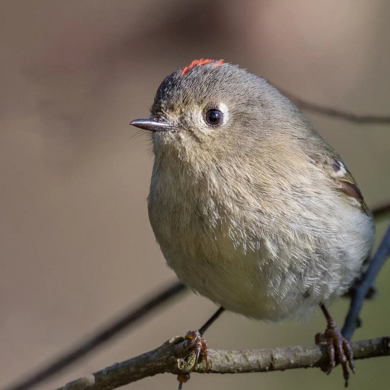 红冠戴菊浅绿丛中一点红  红冠戴菊是北美洲的一种小型鸟类,体长约十