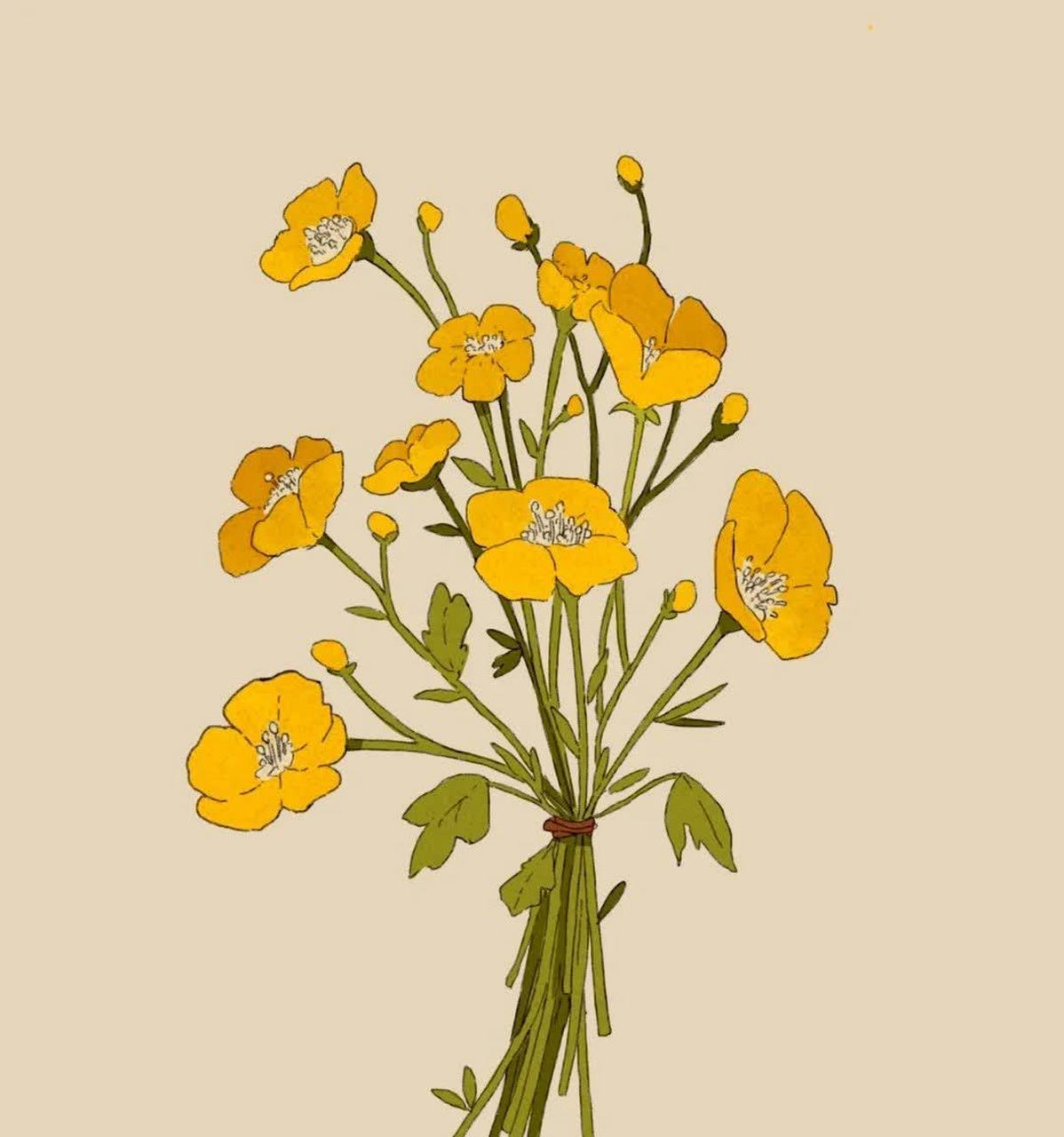 简单优雅,花束插画.