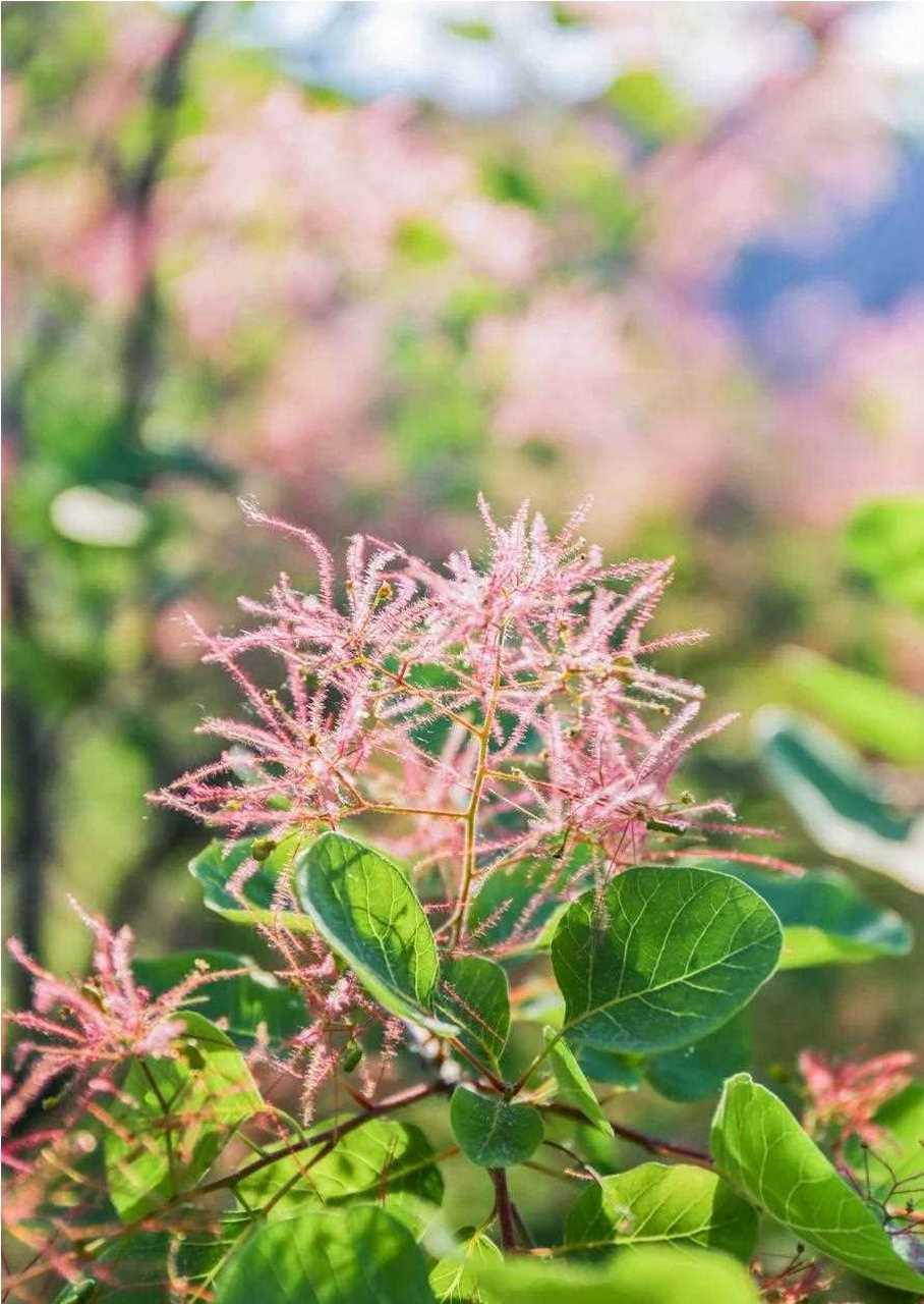 [加油啊] 坡峰岭的黄栌花开,是粉色的. 嗯,粉色的,你可好呀号
