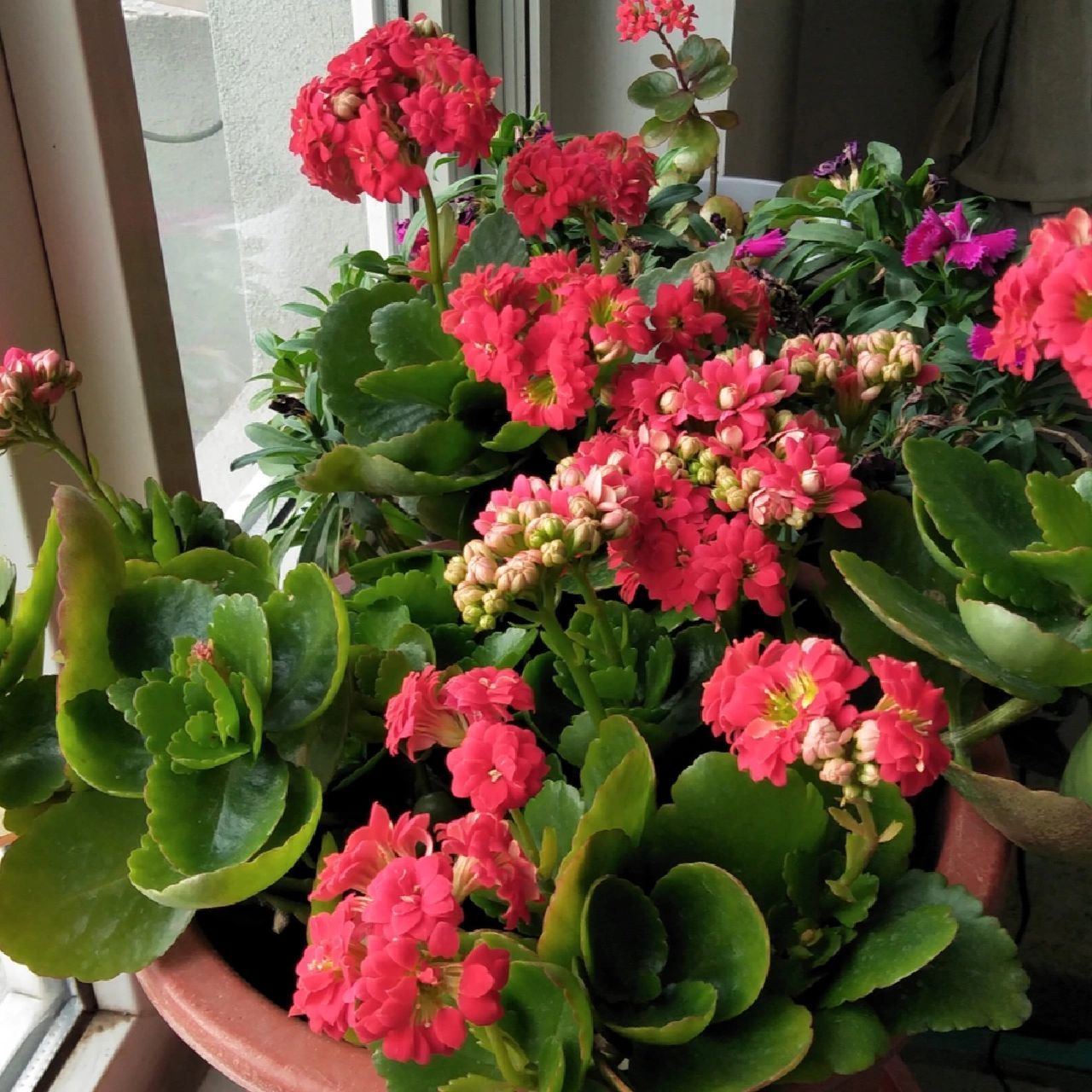 每天认识一种绿植:"长寿安康"长寿花 91名称:长寿花 00别名:寿星