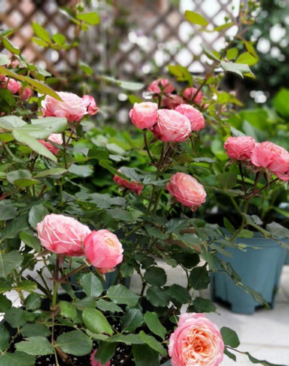 romantica 出身:2008年【法国】,浪漫宝贝的变异品种 类别:微型月季