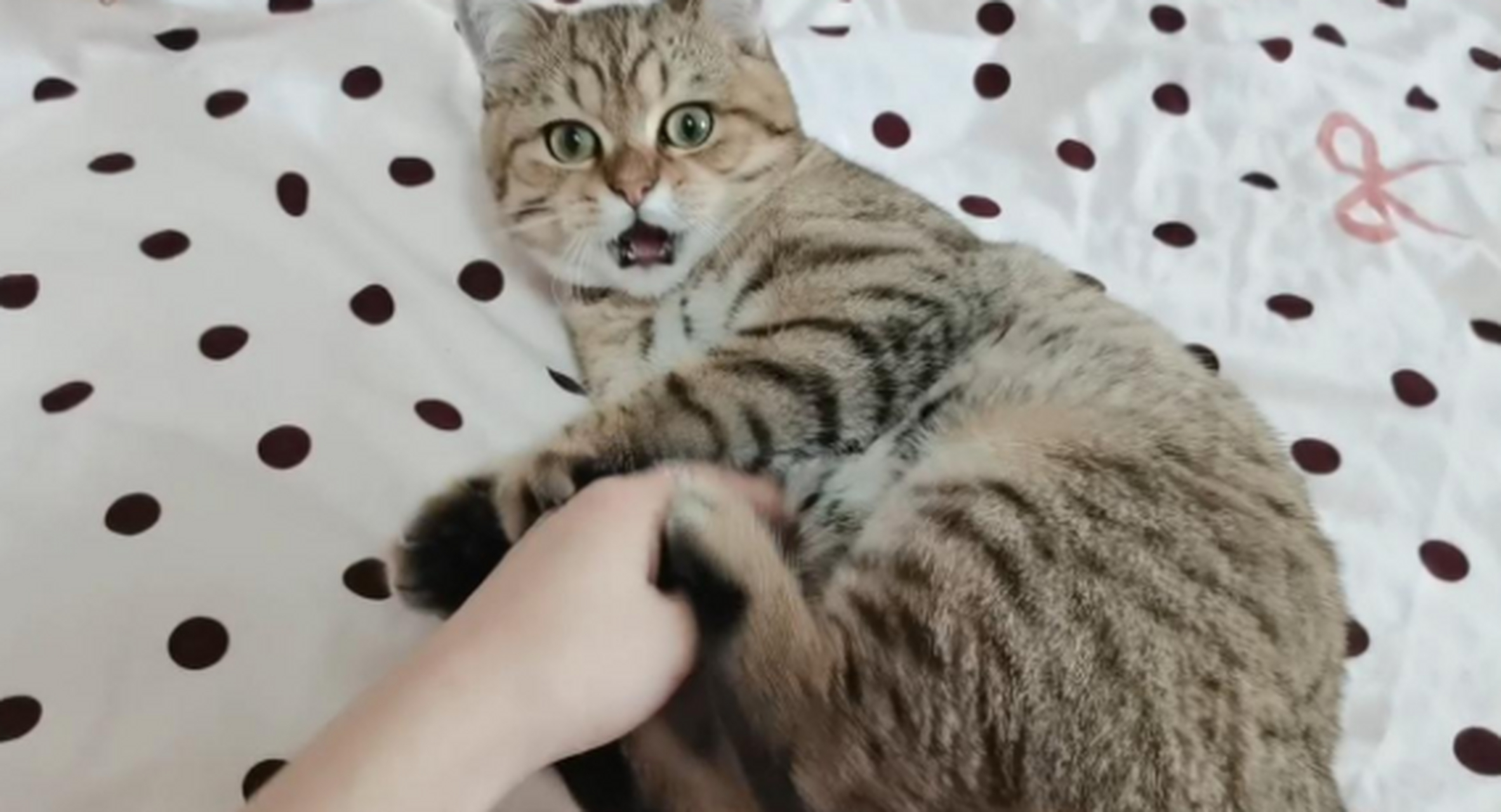 小猫咪被自己的屁熏的面无表情