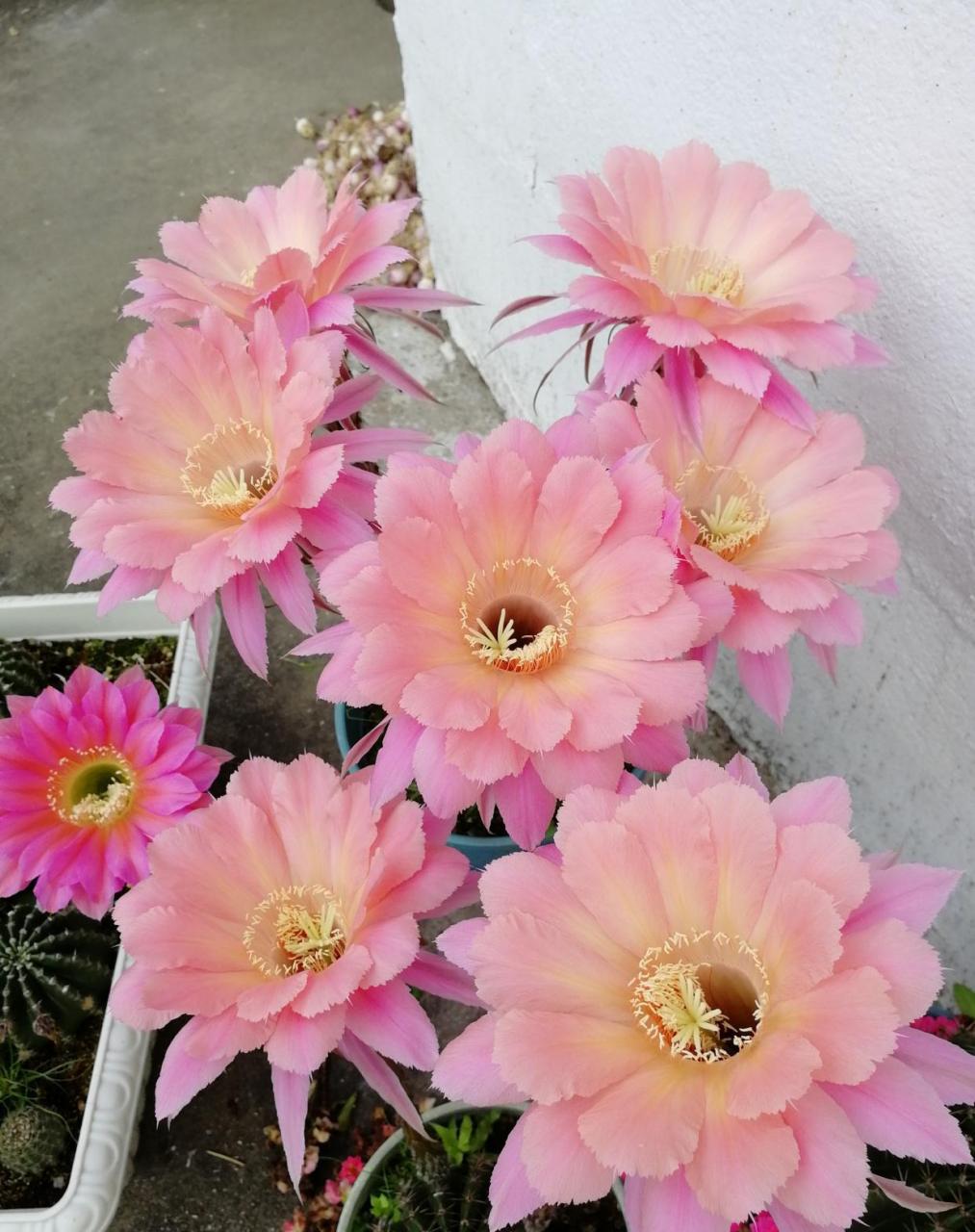 球,个个仙气十足,花大色艳,浓桃筋,水蜜桃,玛丽亚广场等,每年反复开花