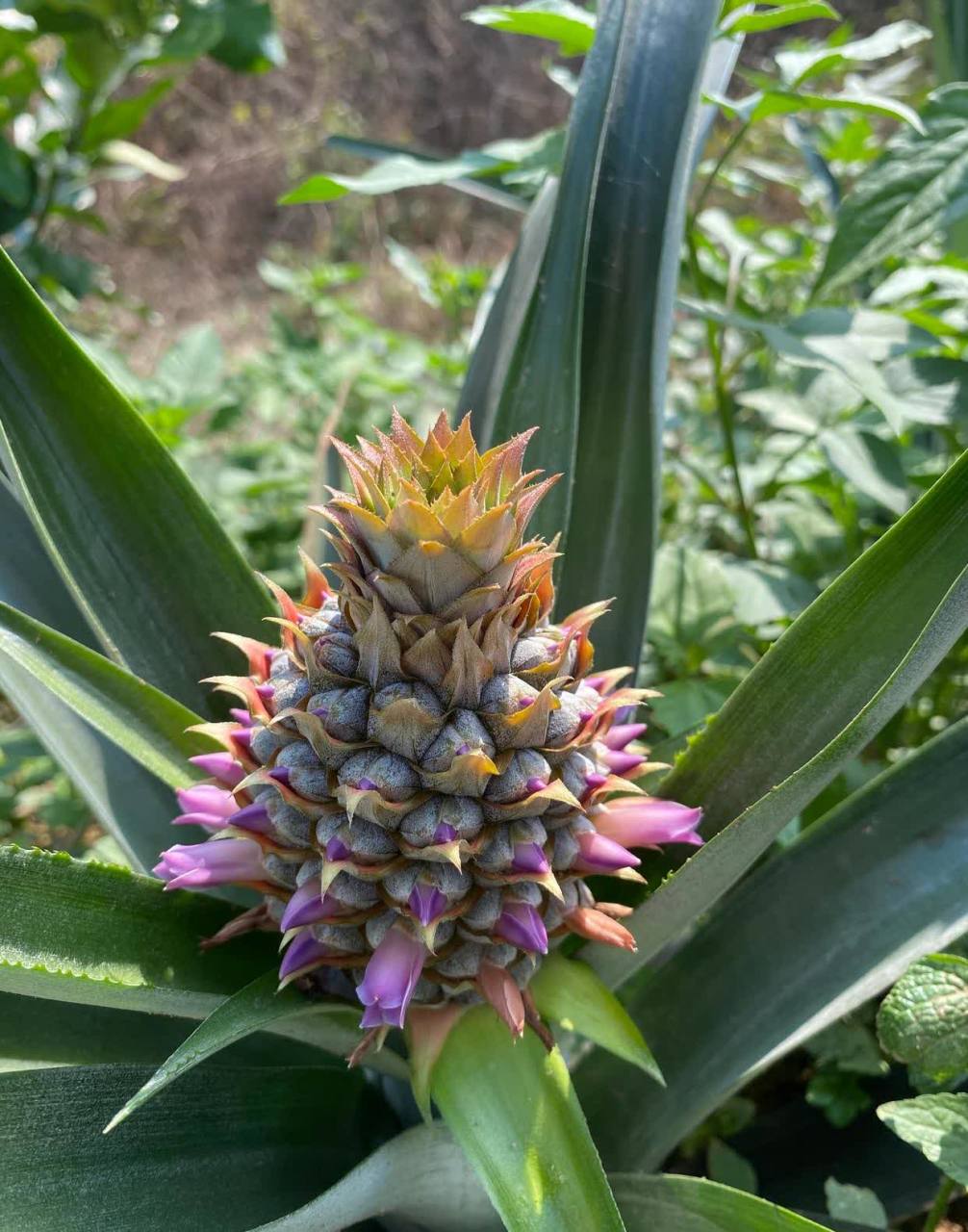 我经常吃菠萝,但从来没有关注过菠萝开花.[滑稽]