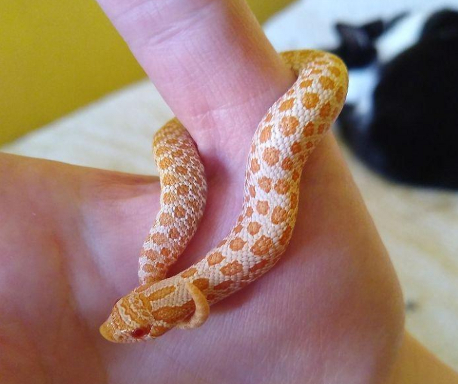 猪鼻蛇,这应该是世界上最蠢萌的蛇了.#百家号星火计划