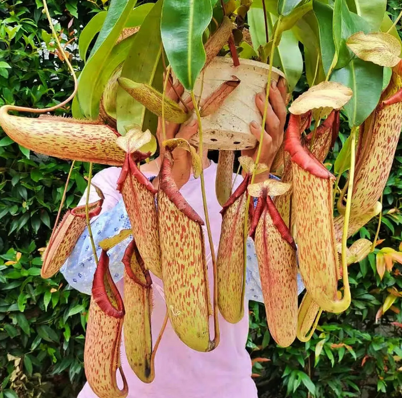 巨型猪笼草,最早是由两个传教士在菲律宾巴拉望中部的维多利亚山顶峰
