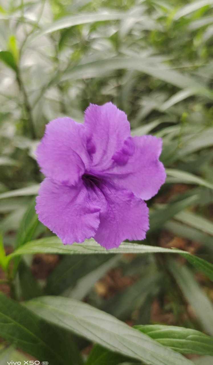 不知道是什么花, 一年四季都开花,[再见] 花形是紫色的喇叭花