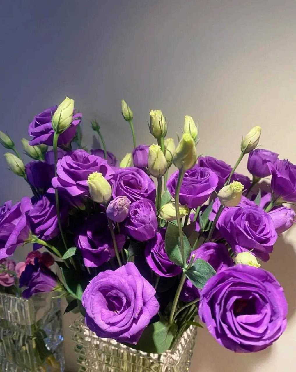 紫色洋桔梗,谁能抵挡住这紫色的诱惑|||优雅高贵,浪漫的不是花,是送你