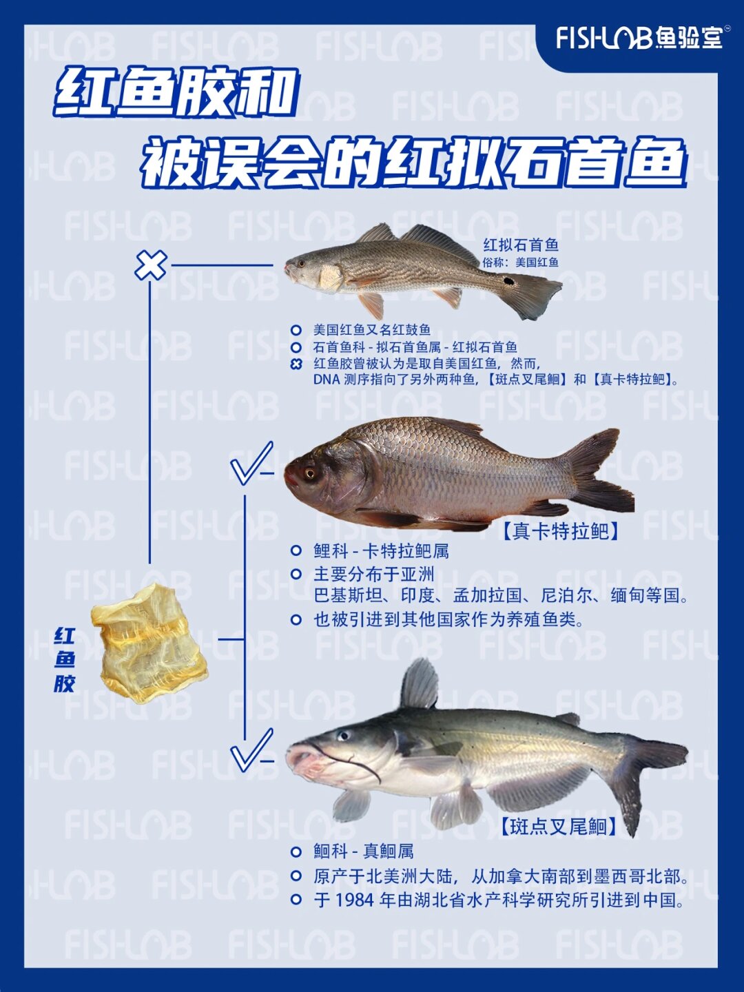 在研究过程中我们发现很多即食鱼胶制品所用材料为红鱼胶与白玉 