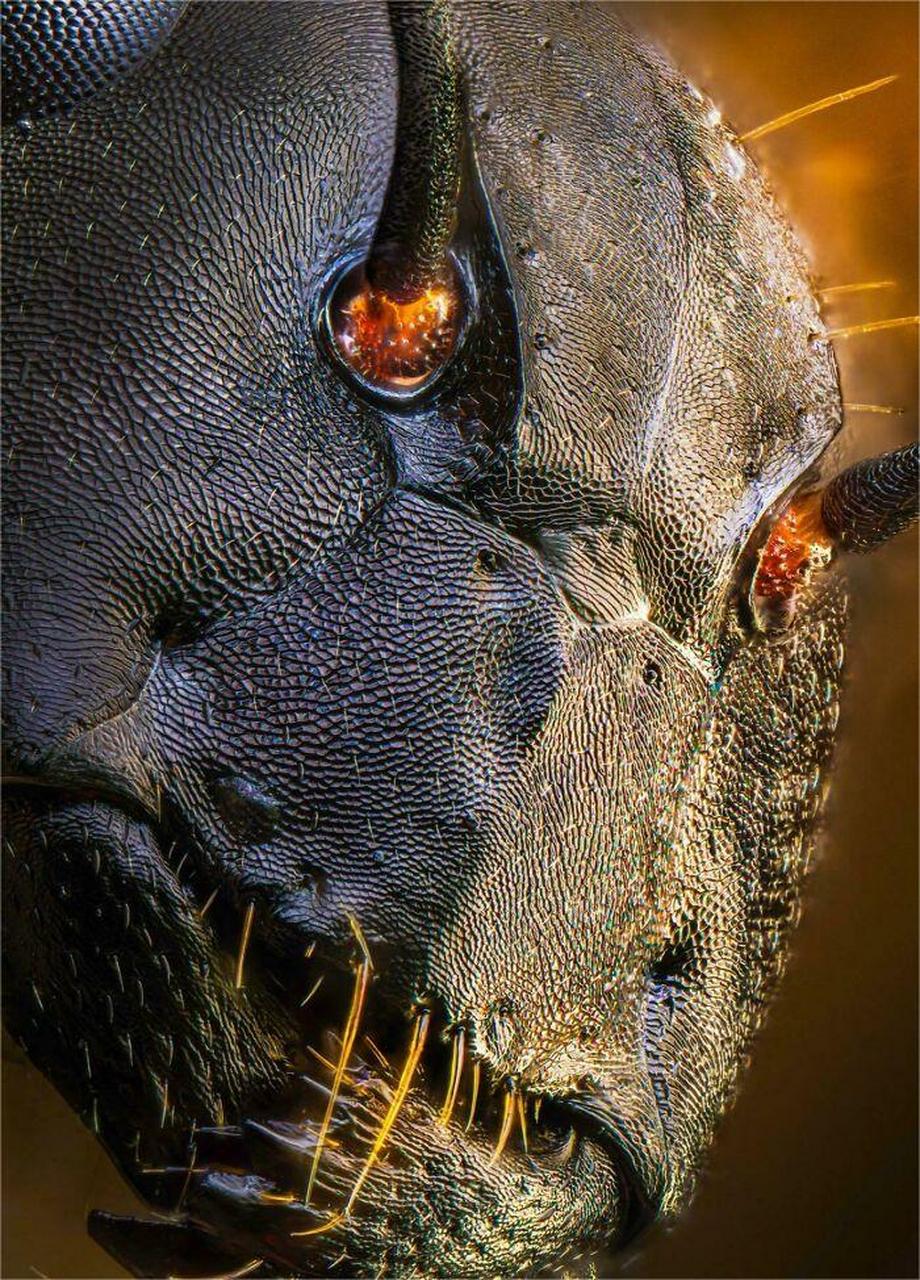 蚂蚁的面部特写镜头.