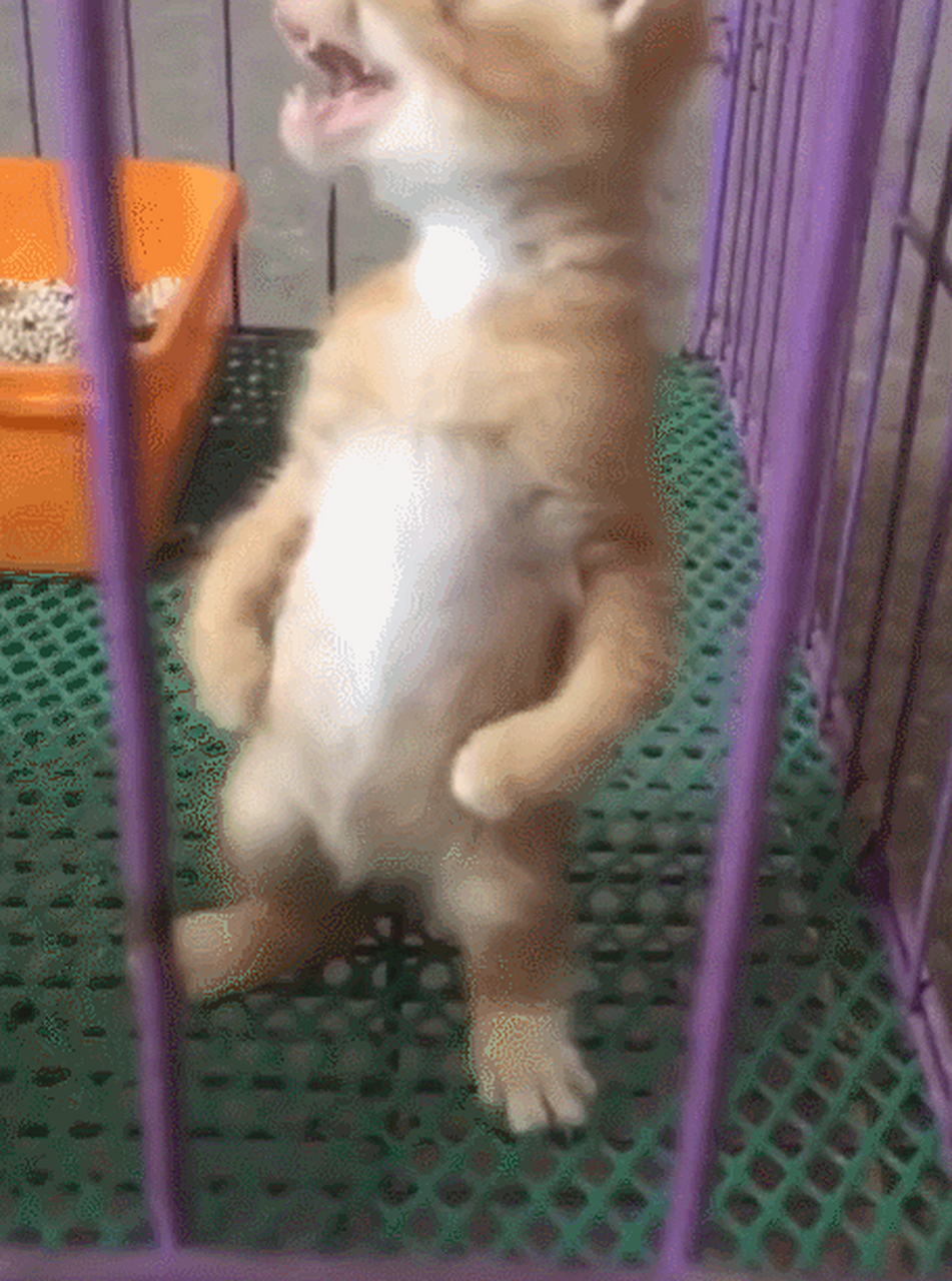 搞笑gif动图:第二张太逗,猫咪"小大人"似的叉腰站起来,好可爱