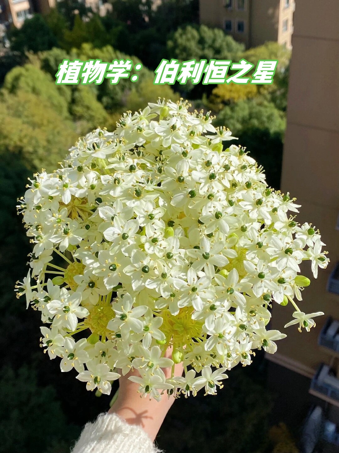 花叶万年青花语图片