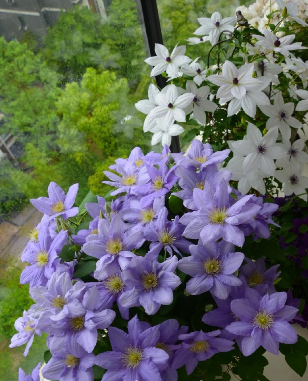 给大家推荐一款适合阳台养的铁线莲——塞尚,大道系矮小品种,株高仅0.