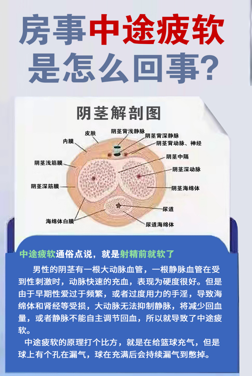 男性勃起的本质就是海绵体的充血,一旦海绵体受损,血管萎缩,阴茎充血