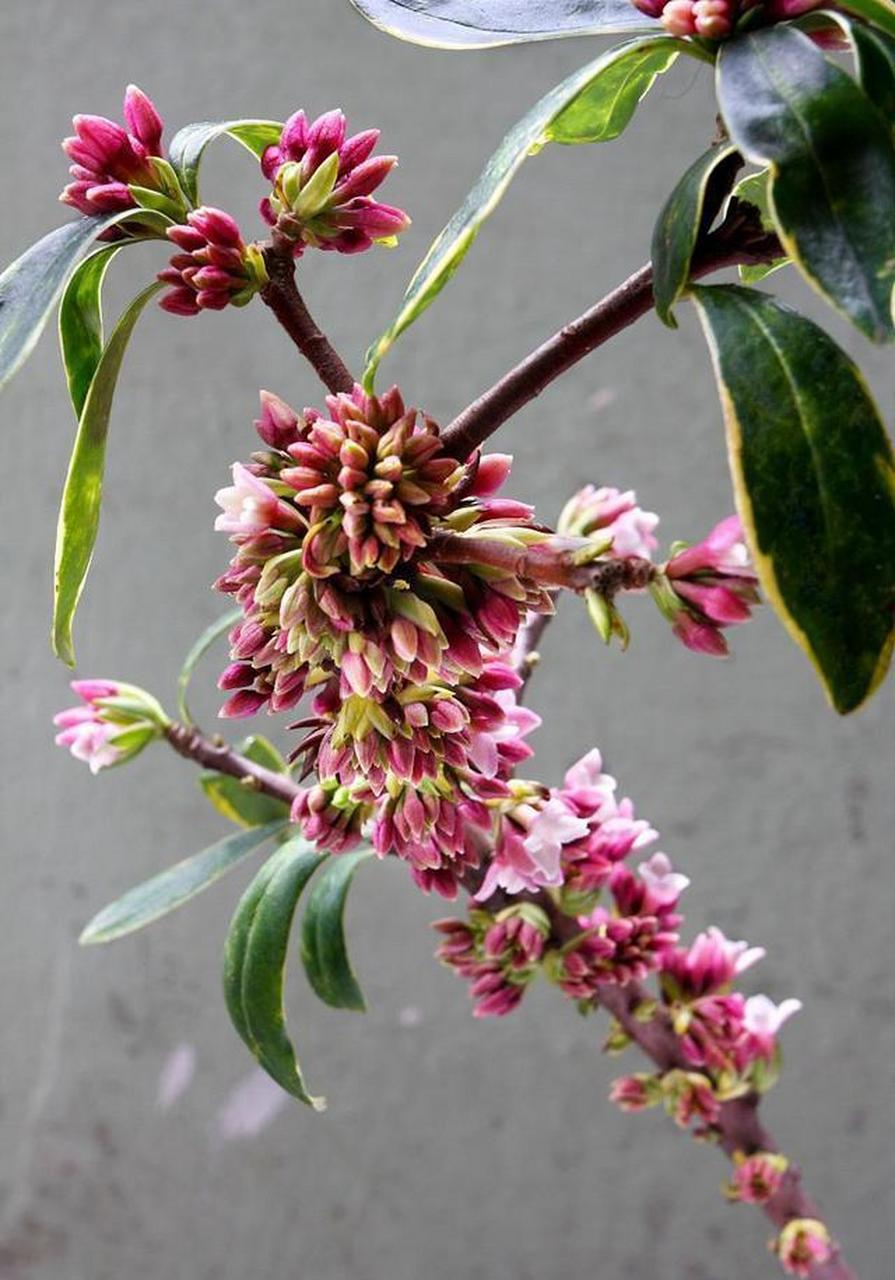 金边瑞香是瑞香的变种,属于瑞香科瑞香属的多年生常绿小灌木,叶片边缘