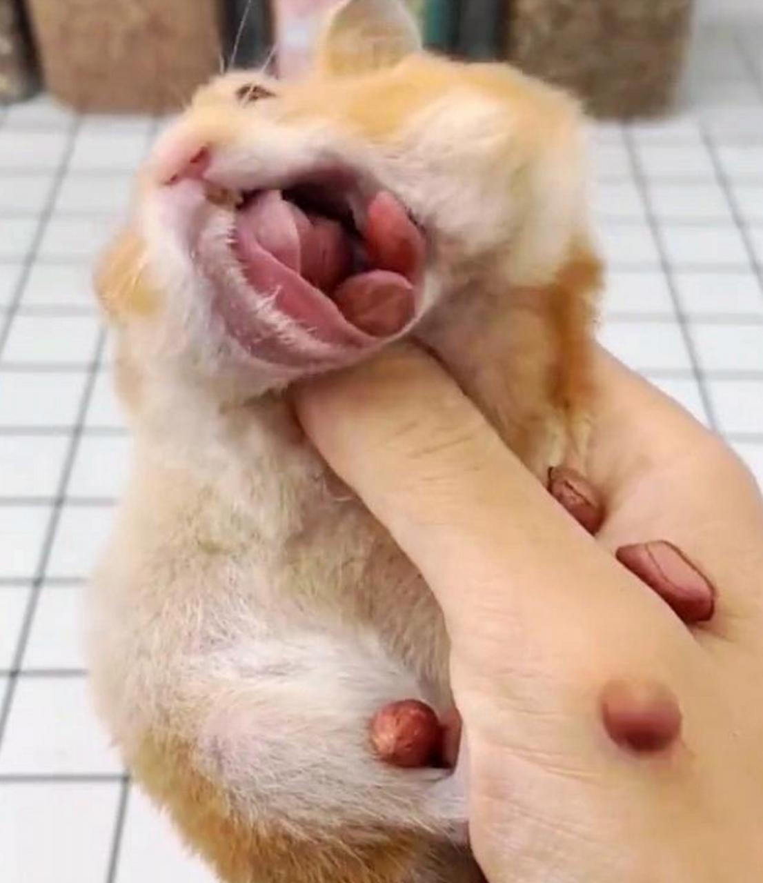 终于知道它为什么叫"仓鼠"了.