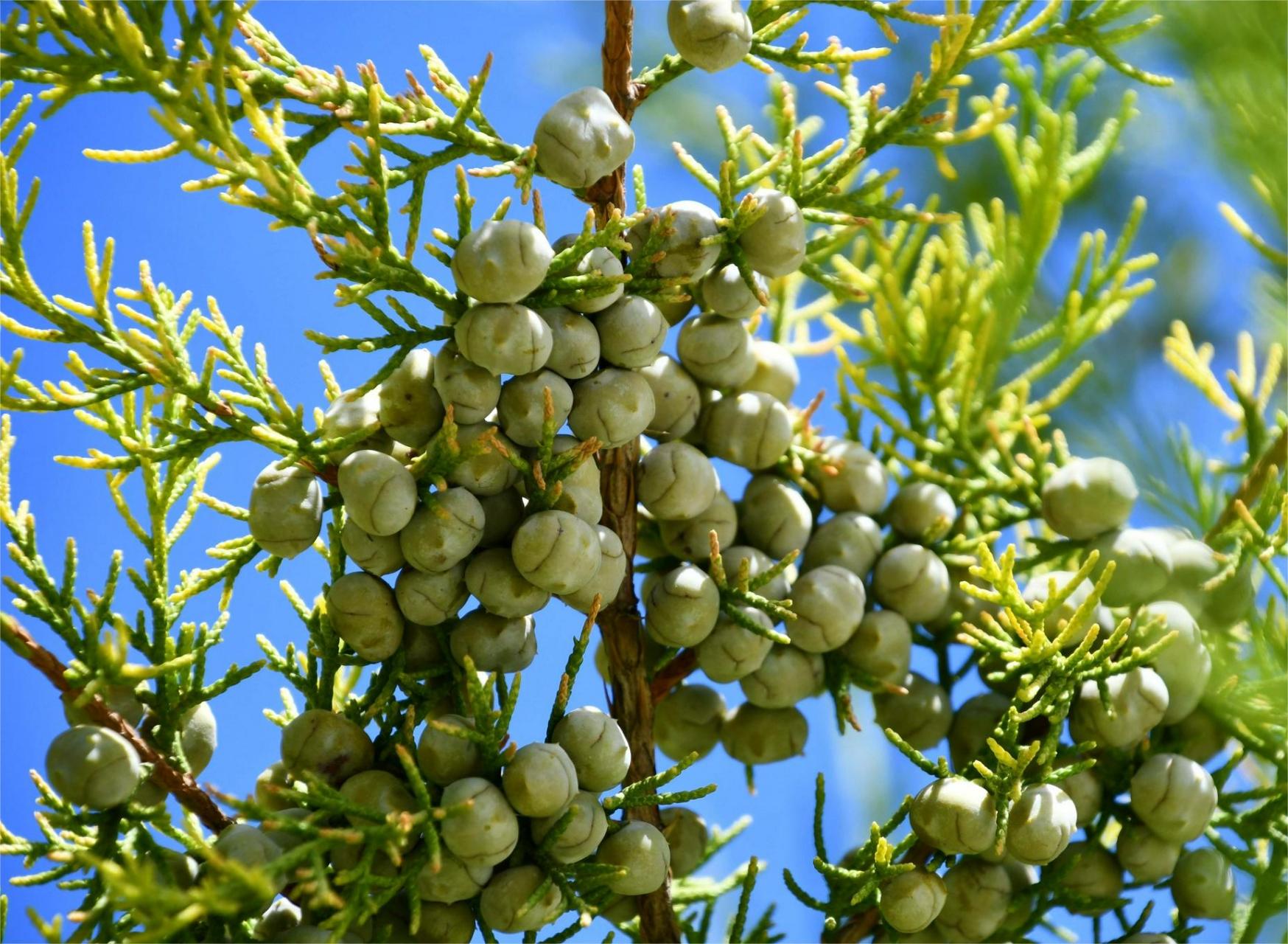 一种常见植物——桧柏的读音  对于松柏科植物,我知道得不多,也很少去