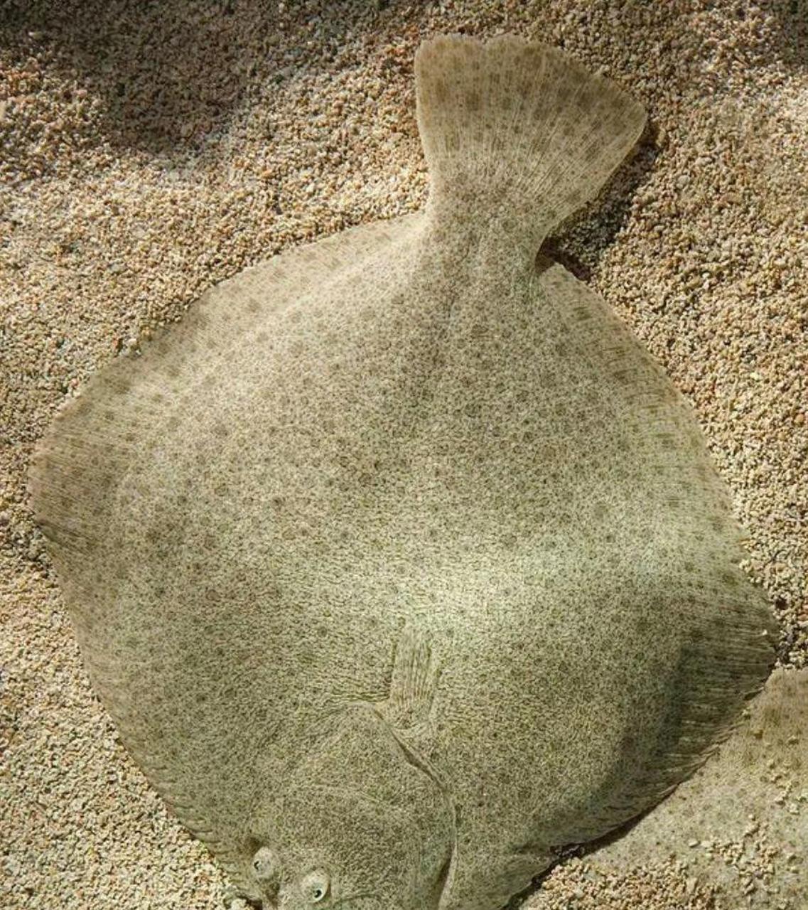 网友:比目鱼宝宝小时候的样子vs长大后的样子 676767