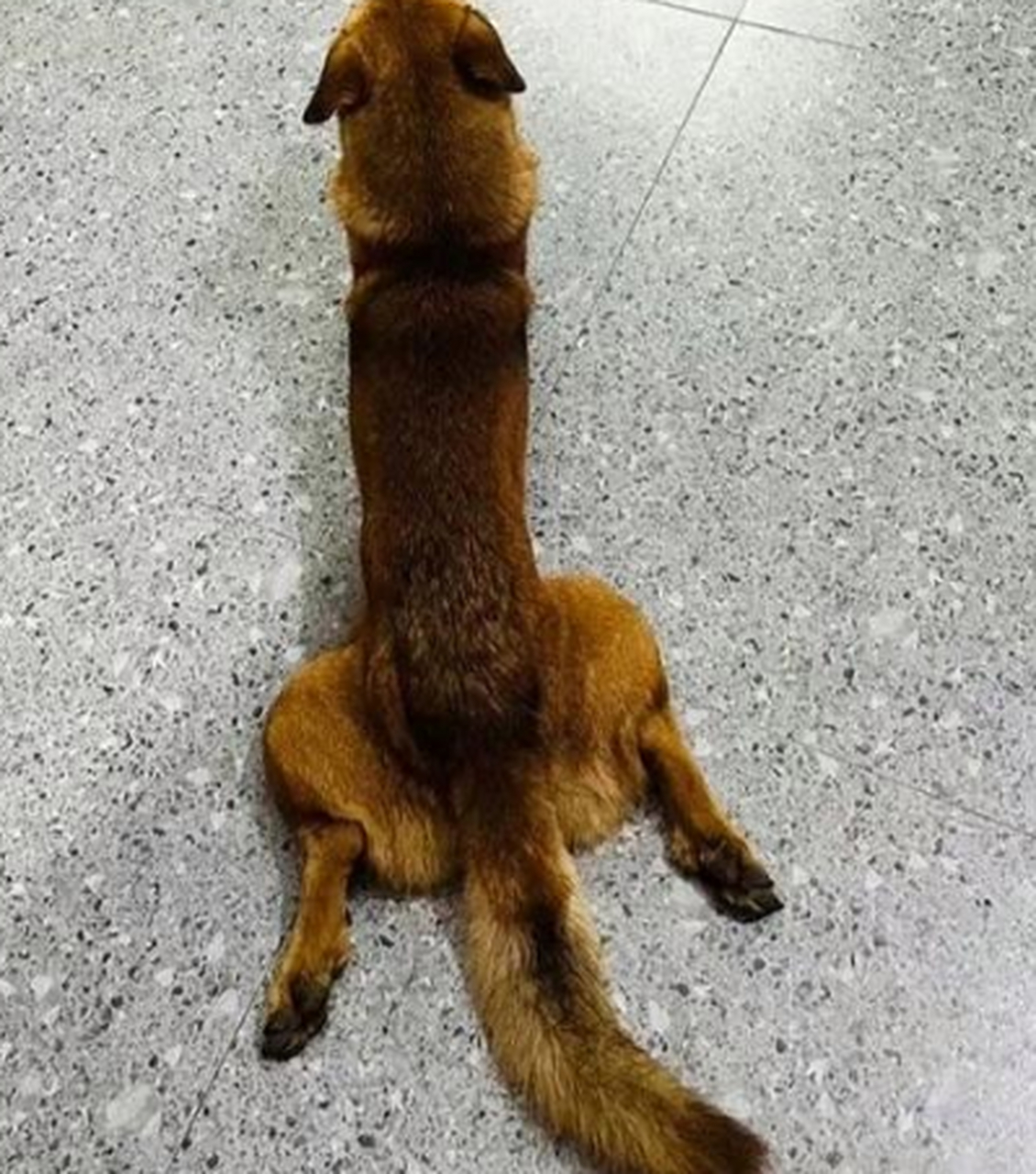 这狗怎么长得像黄鼠狼似的,怪丑