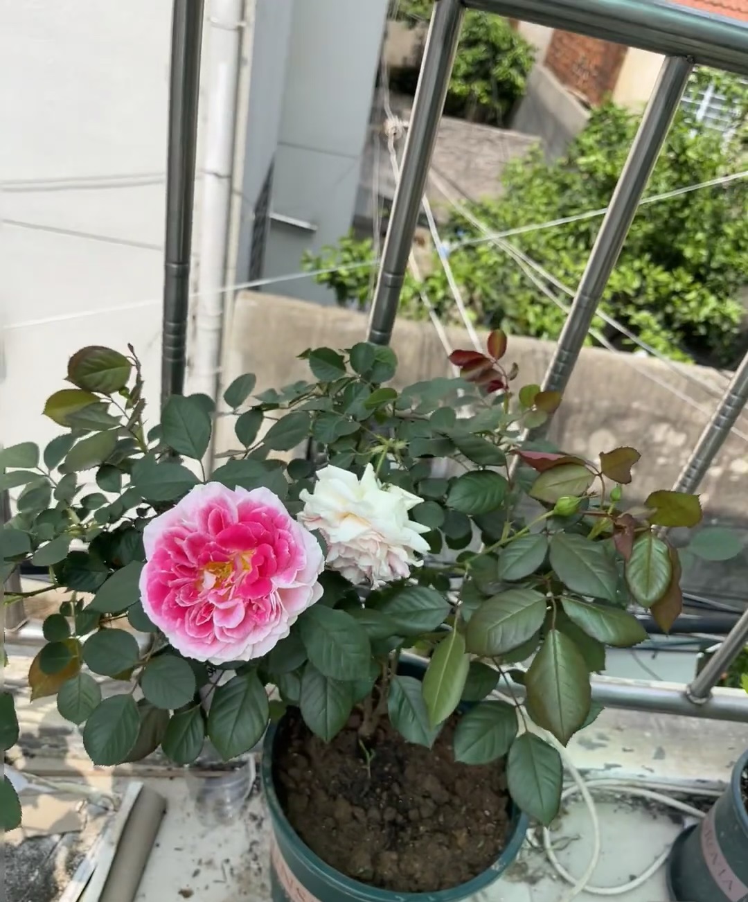 来带大家认识一个没啥缺点的品种——根西月季,又名假日岛芍药,小灌木