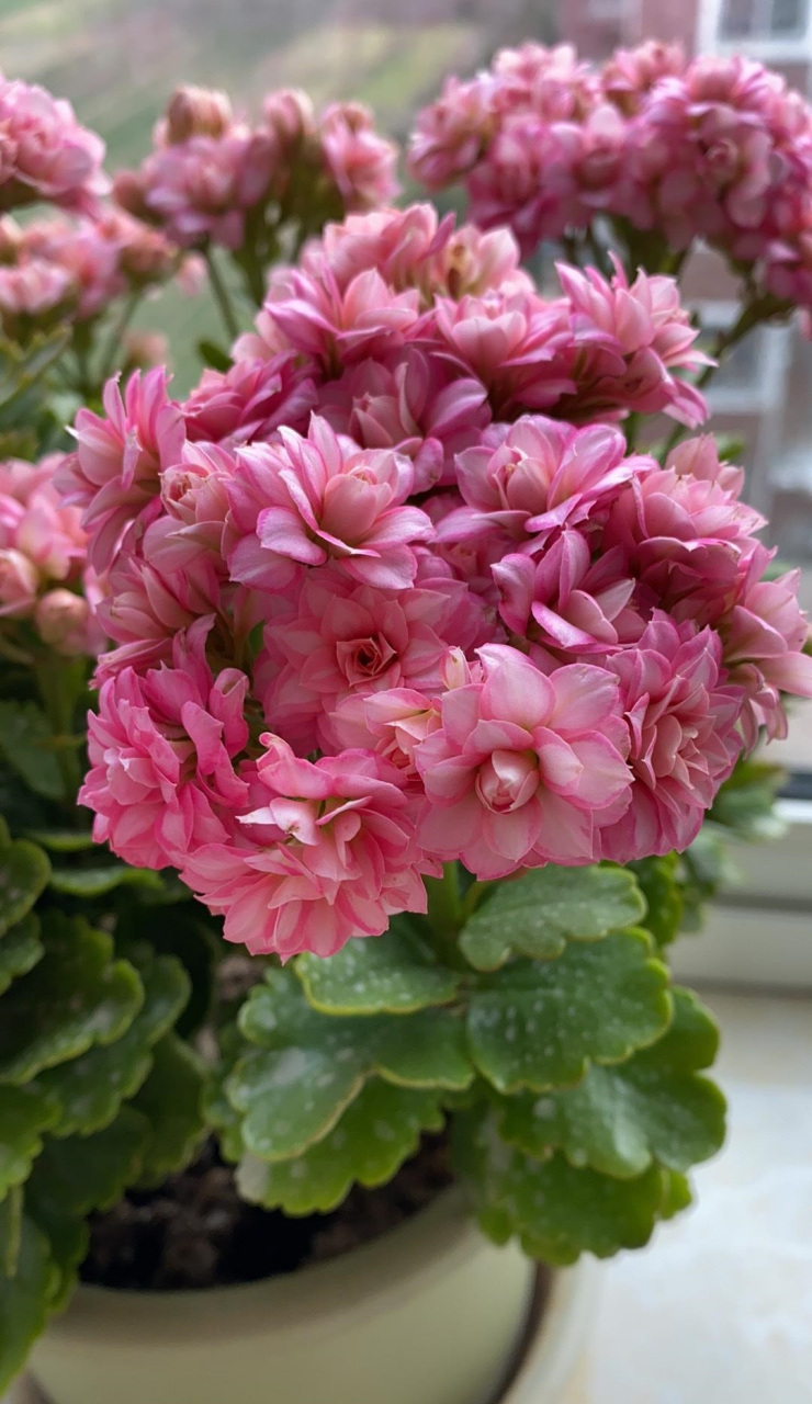 秋天开始,进入长寿花的"主场",这个品种名叫"达科塔",这两年很火的新