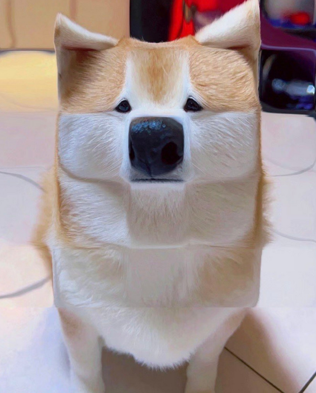 这是什么造型,大冤种柴犬[doge]