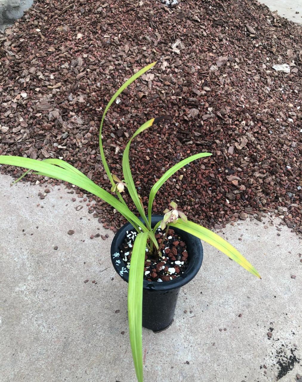 黄光登开普花,来了2杆花,准备淘汰 松栗王兰花植料栽种的建兰黄光登梅