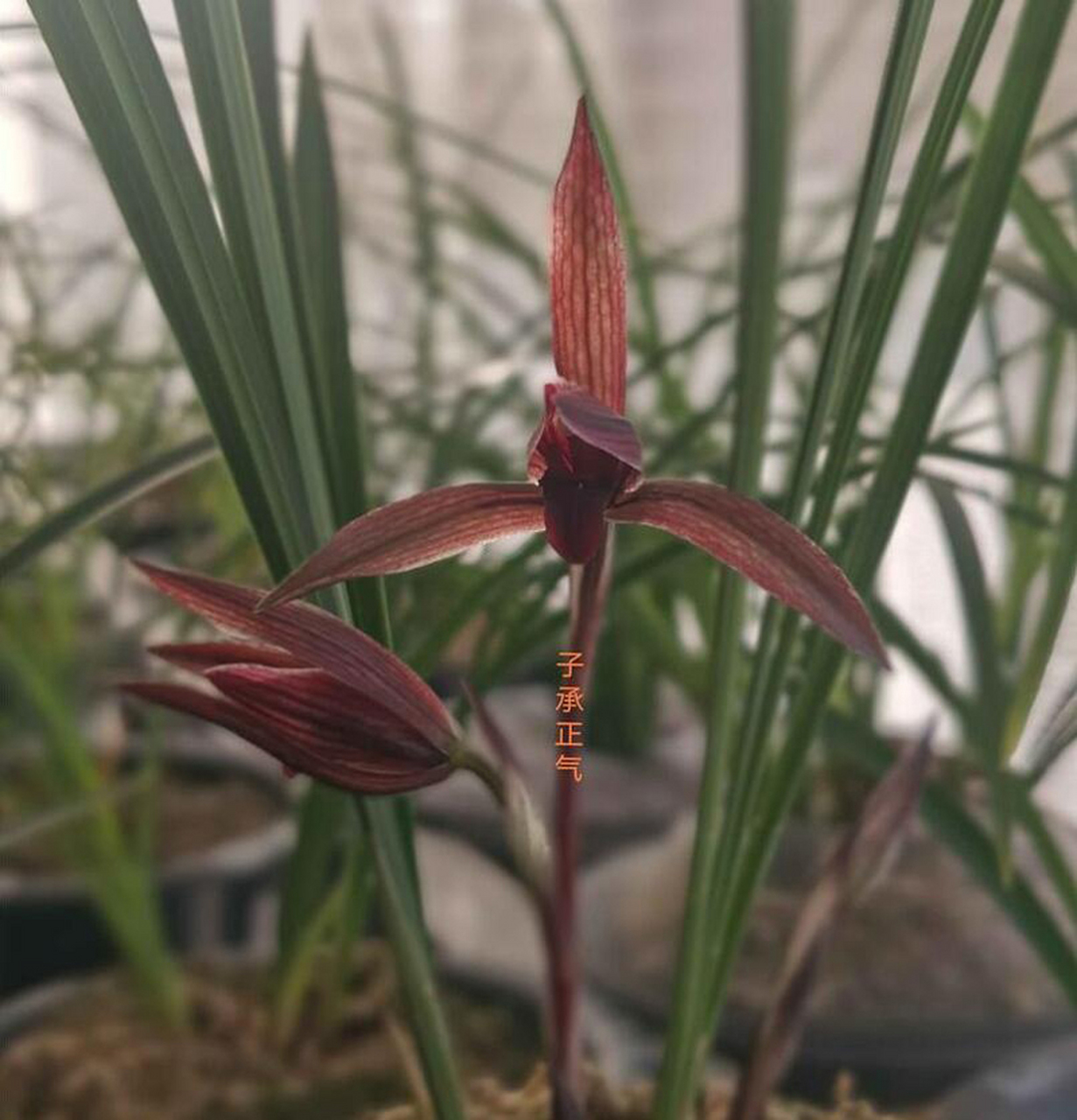 春兰腾越红素,又一个花季的第一箭花,屋顶露台自然种养,开得不错,共赏