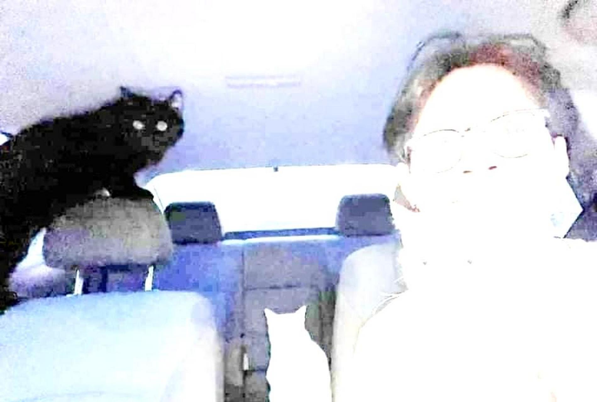 有三只猫在车上.