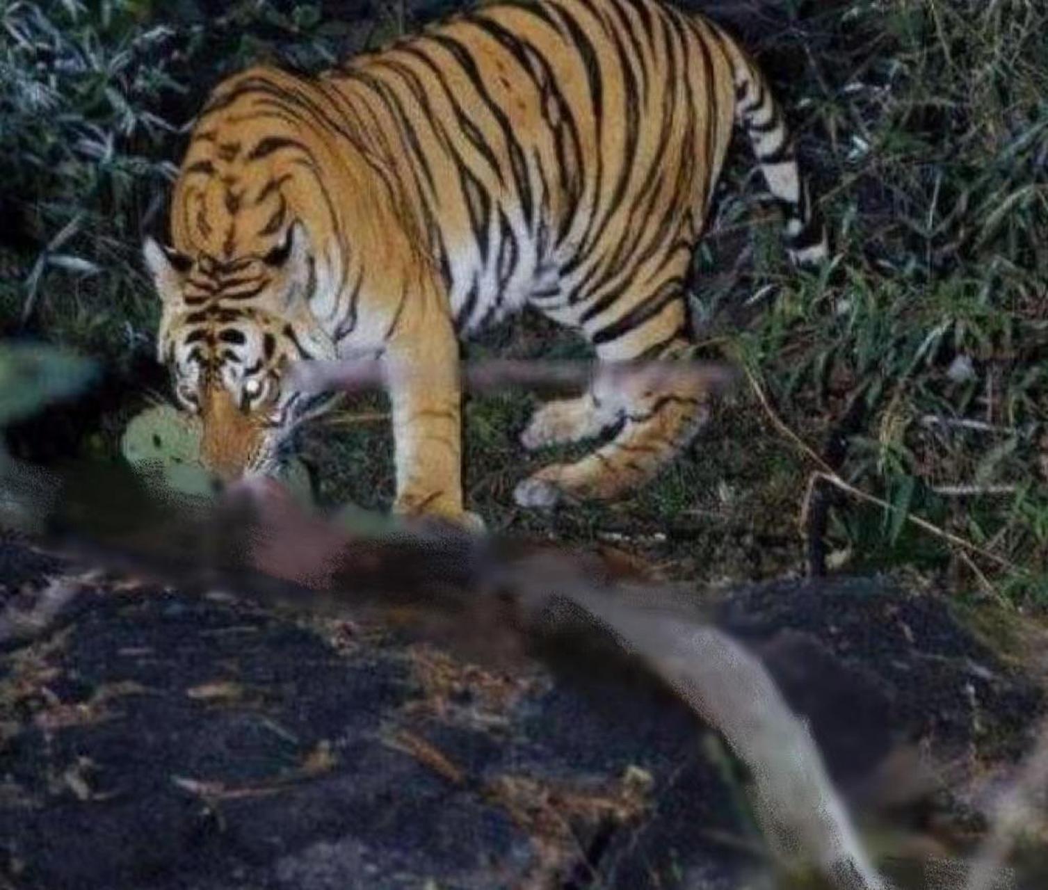 [撒花]老虎遇到蛇中王者巨蟒,究竟谁更厉害?