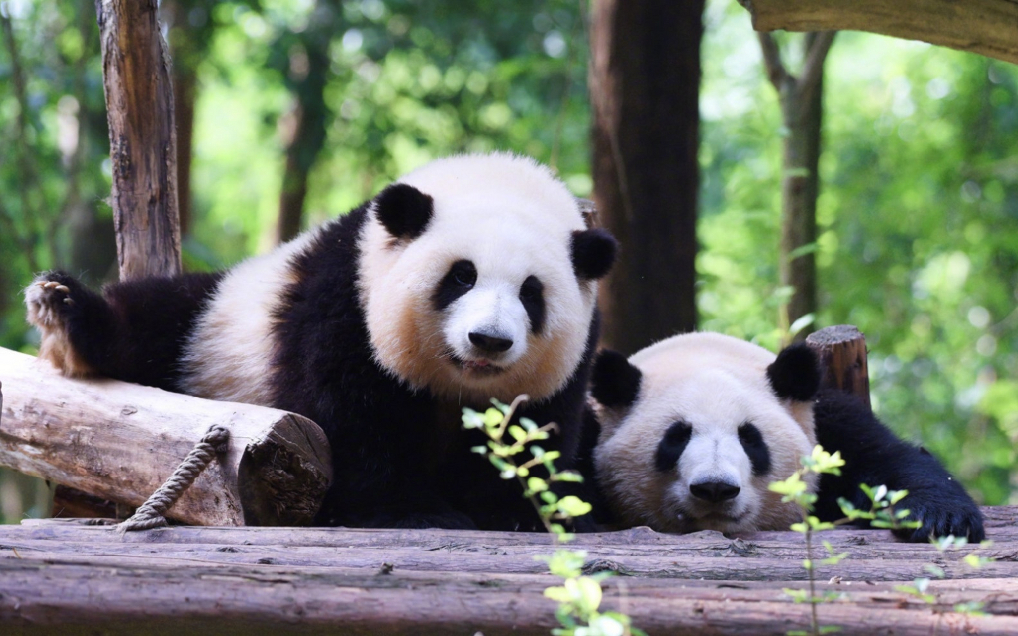 大熊猫和花和叶早已被广东思宝公司认养:原来花花是不锈钢公主 近日