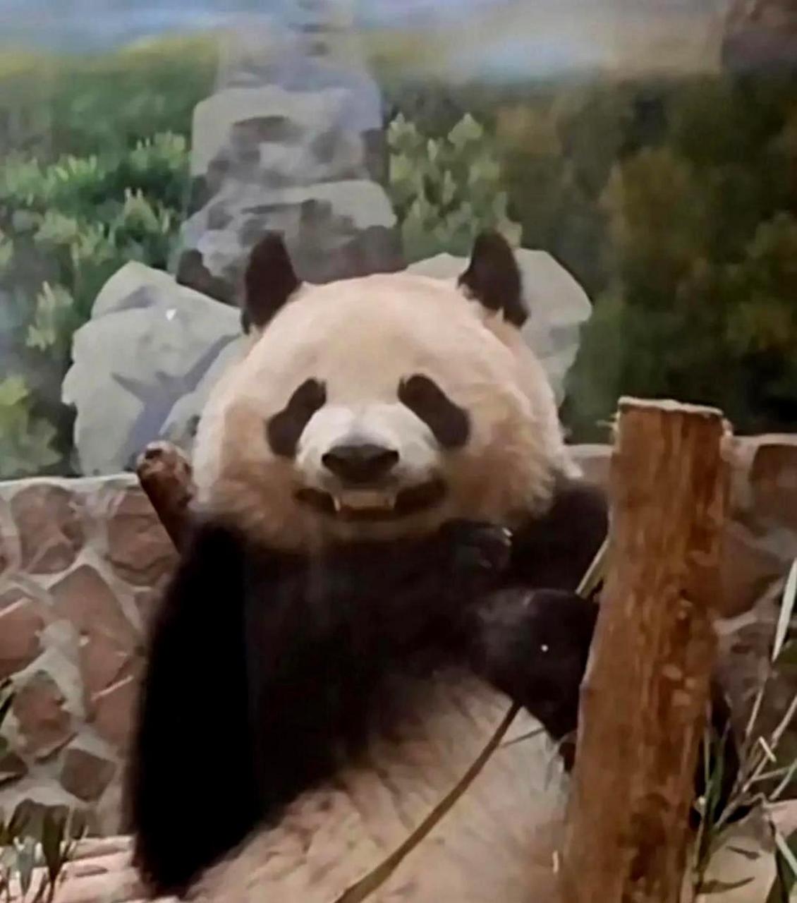 熊猫露出邪魅的笑容.