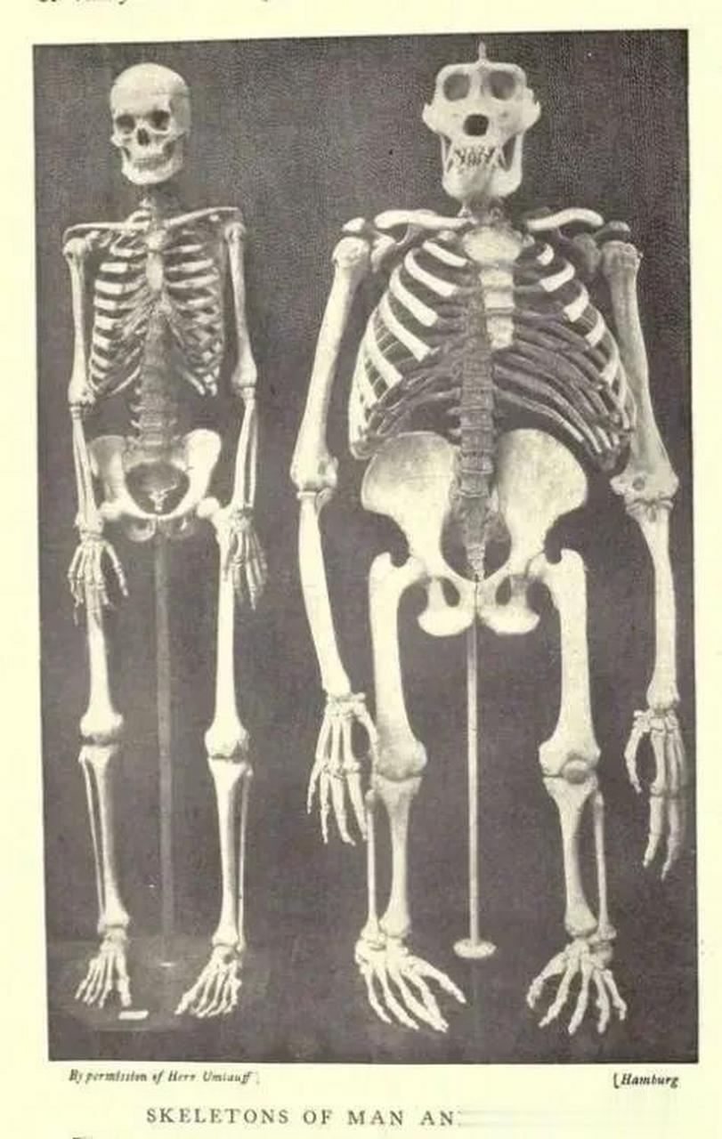 【人类和大猩猩的骨骼对比图～～～】达尔文进化论到底是不是正确的?