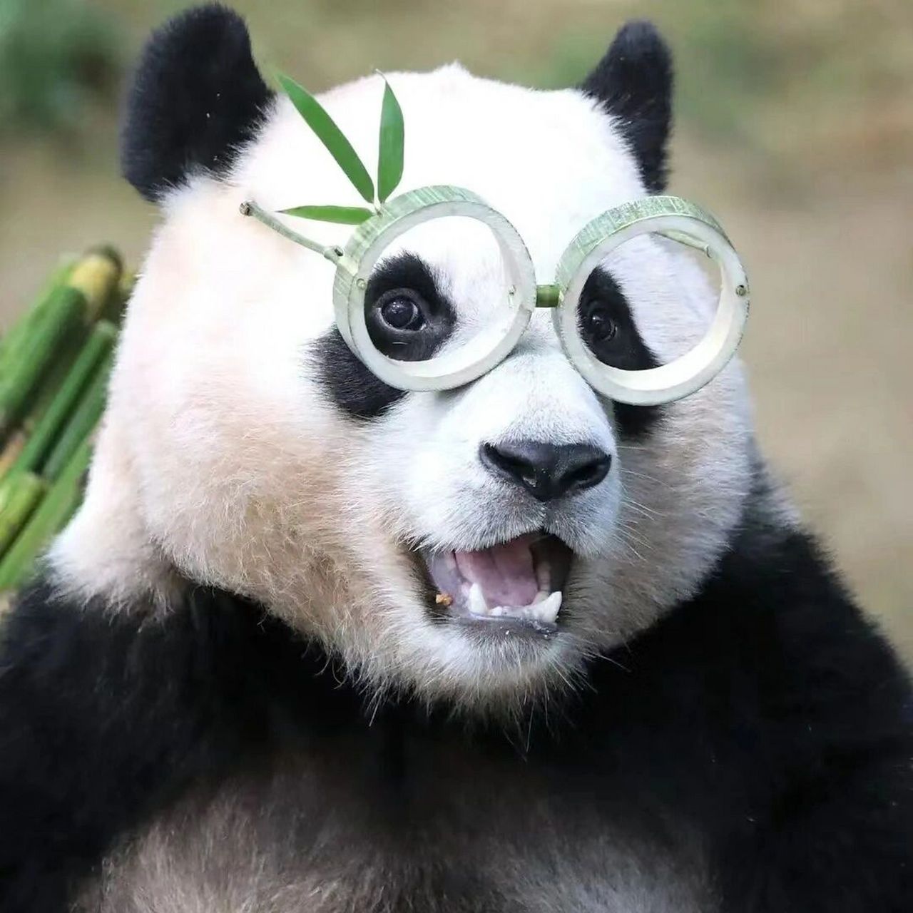 福宝就是世界上最幸福的熊猫  眼睛亮亮爱吃jiojio得福猪猪99 太