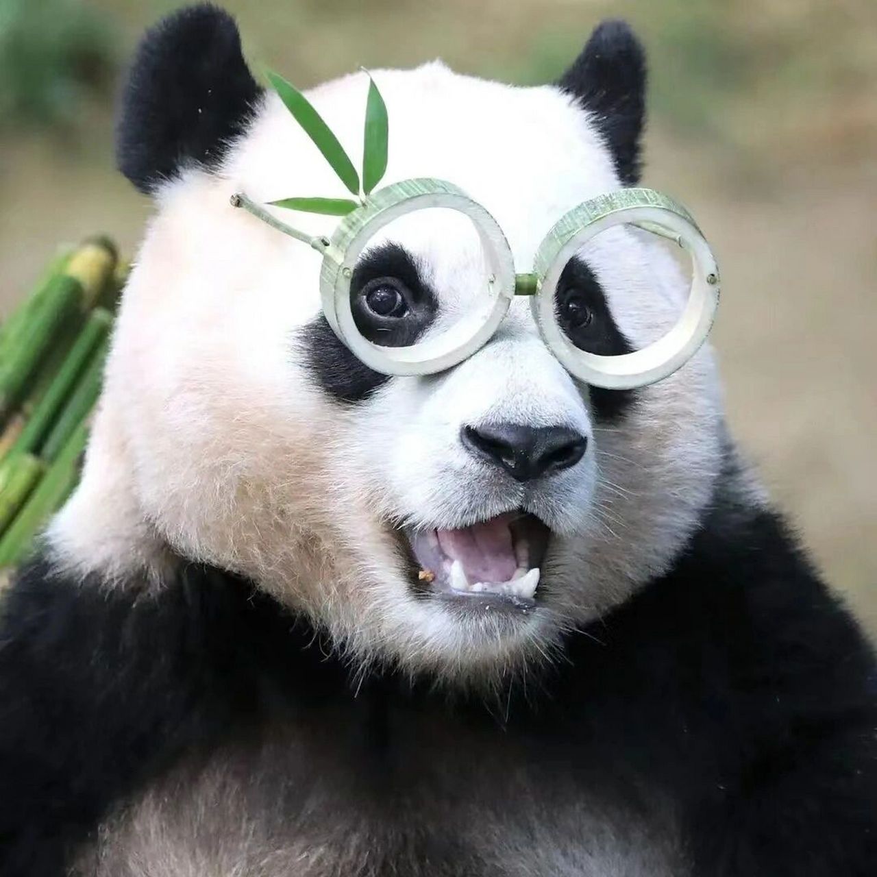 福宝就是世界上最幸福的熊猫 眼睛亮亮爱吃jiojio得福猪猪99 太