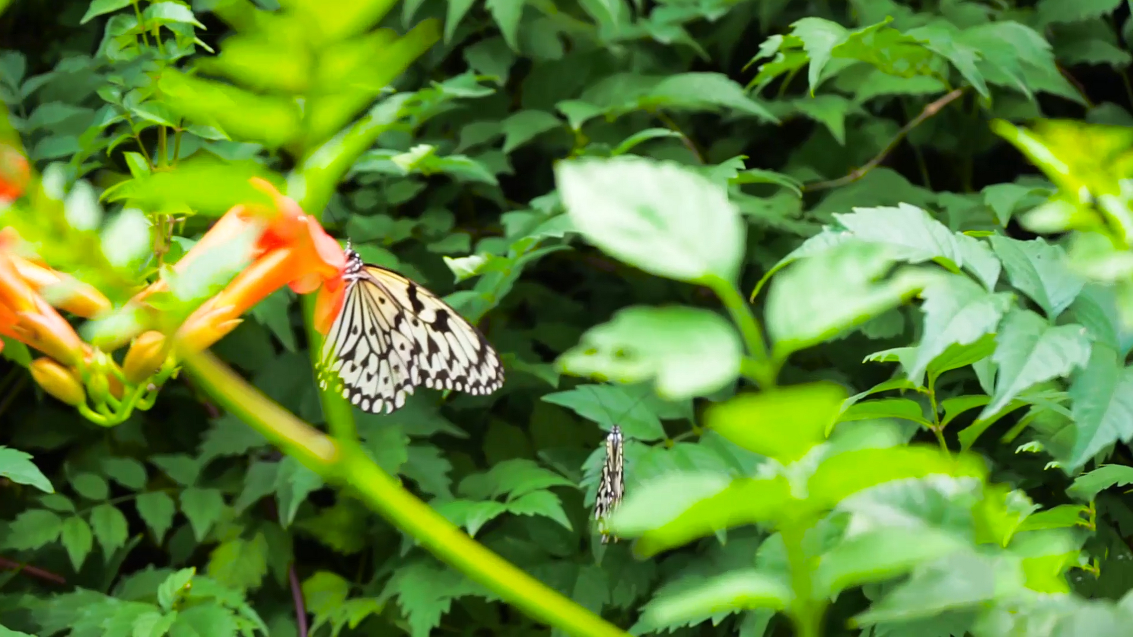 站着就是香妃本妃 什么都不用做,就能拥有香妃招蜂引蝶的本领  不是一