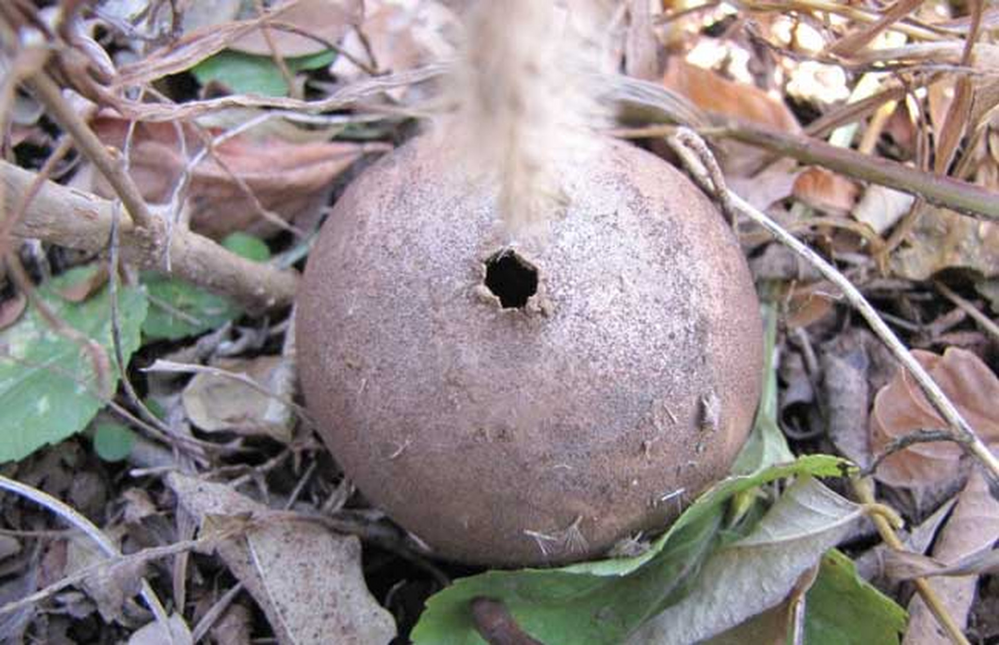 马勃,是一种神奇的真菌,看起来像一个白色的高尔夫球.